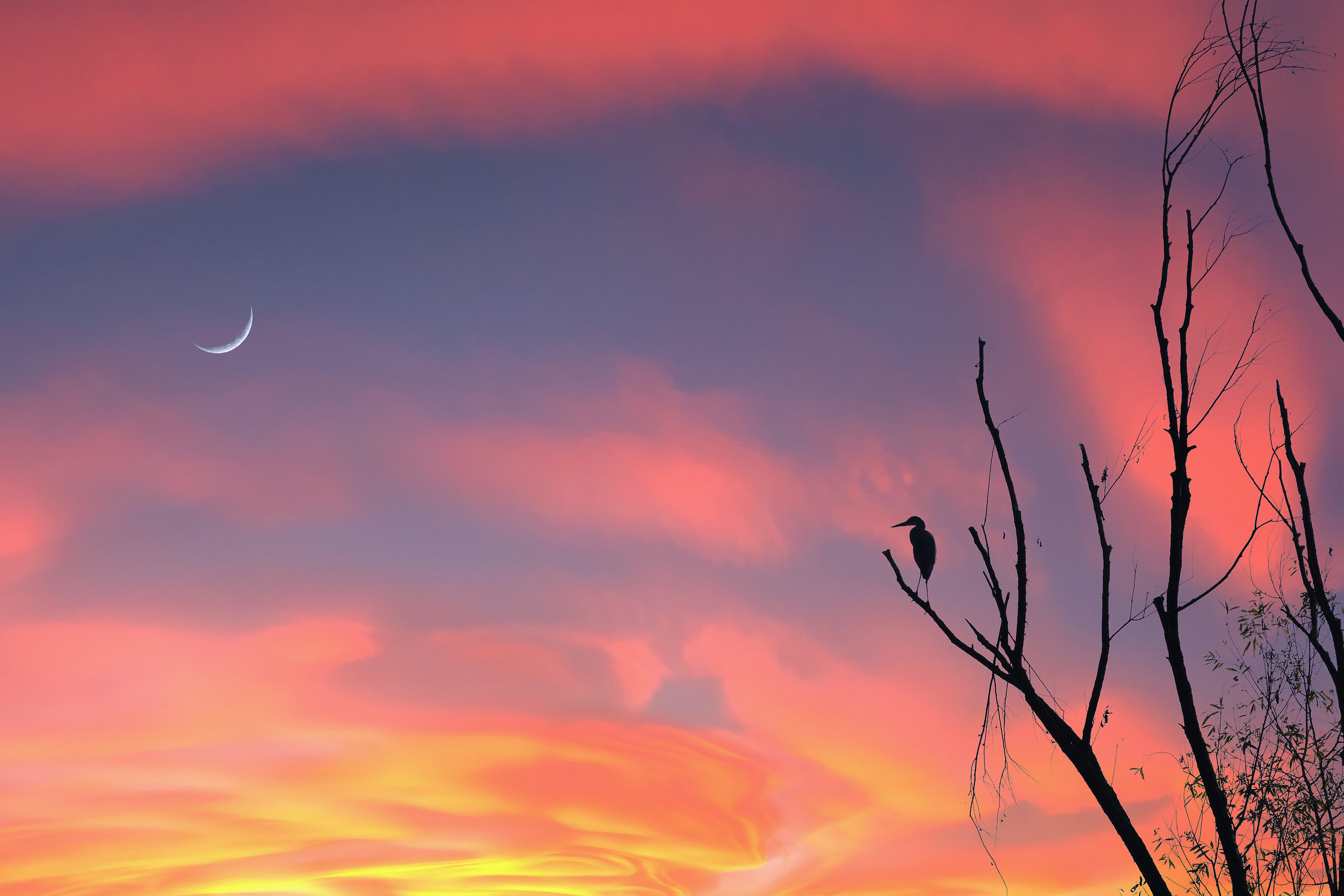 The heron and the moon