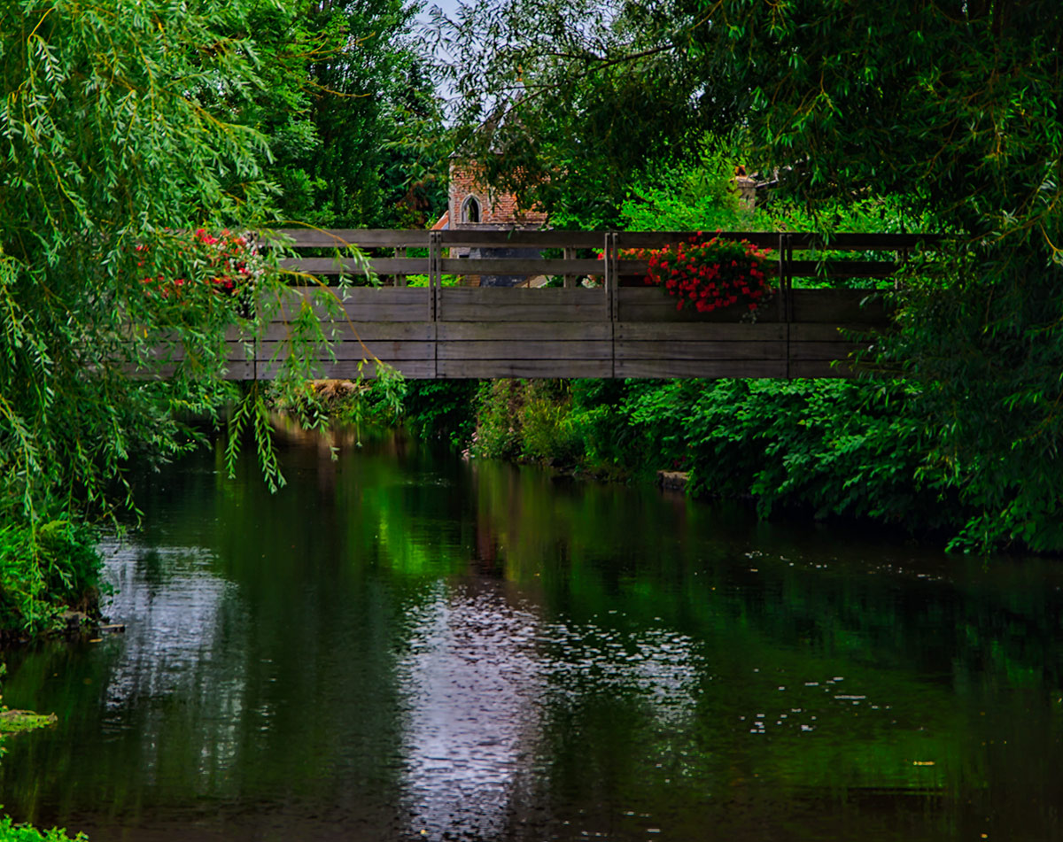 There are no water lilies