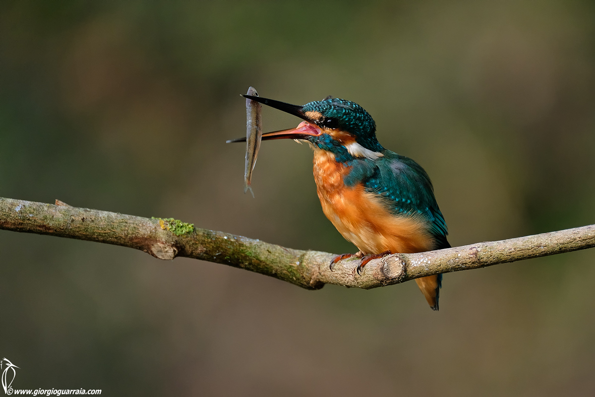 Kingfisher lunch