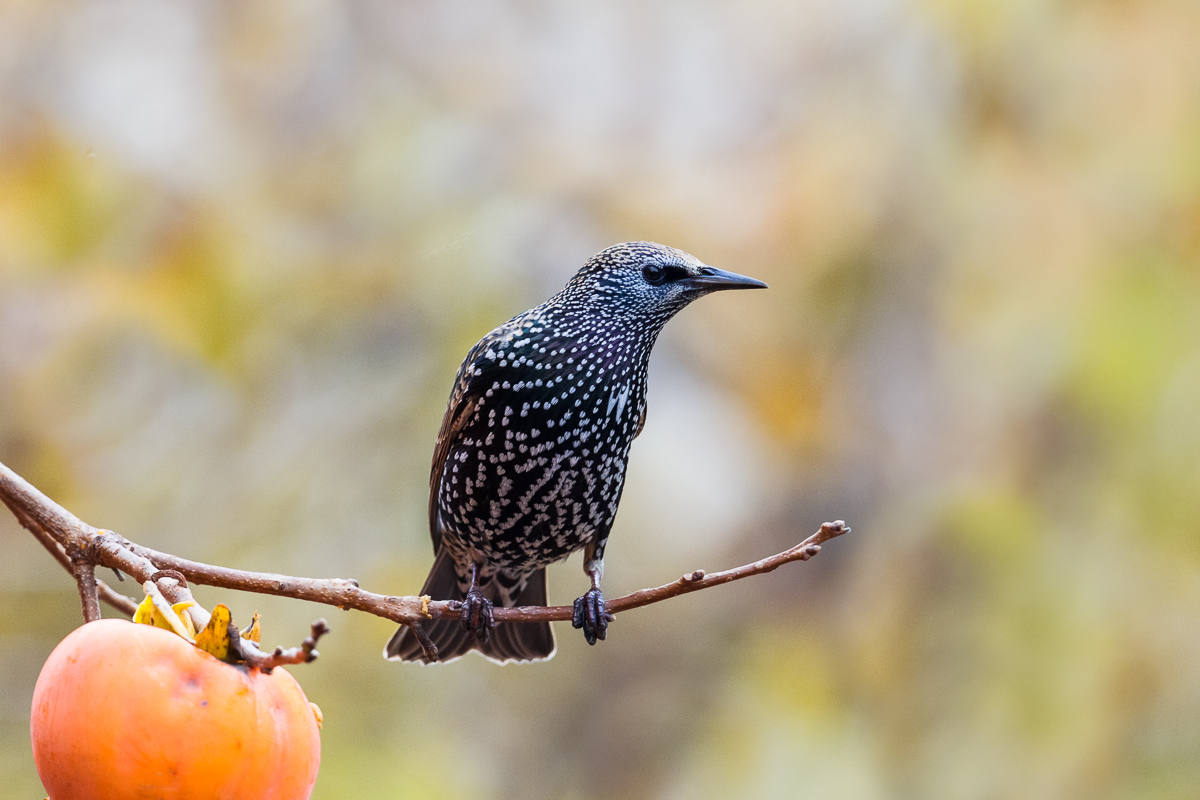 Common Sturnus (Sturnus vulgaris)