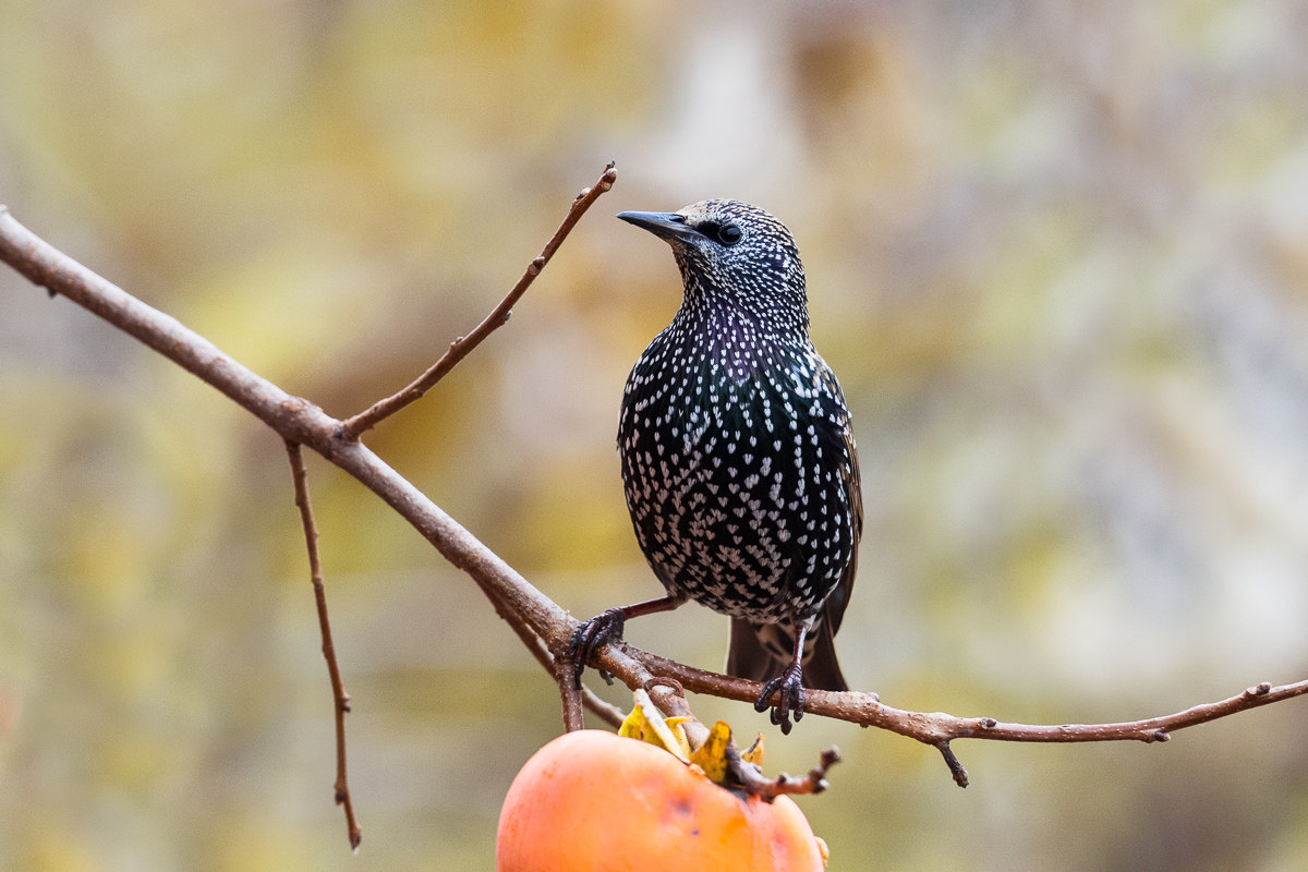 Common Sturnus (Sturnus vulgaris)