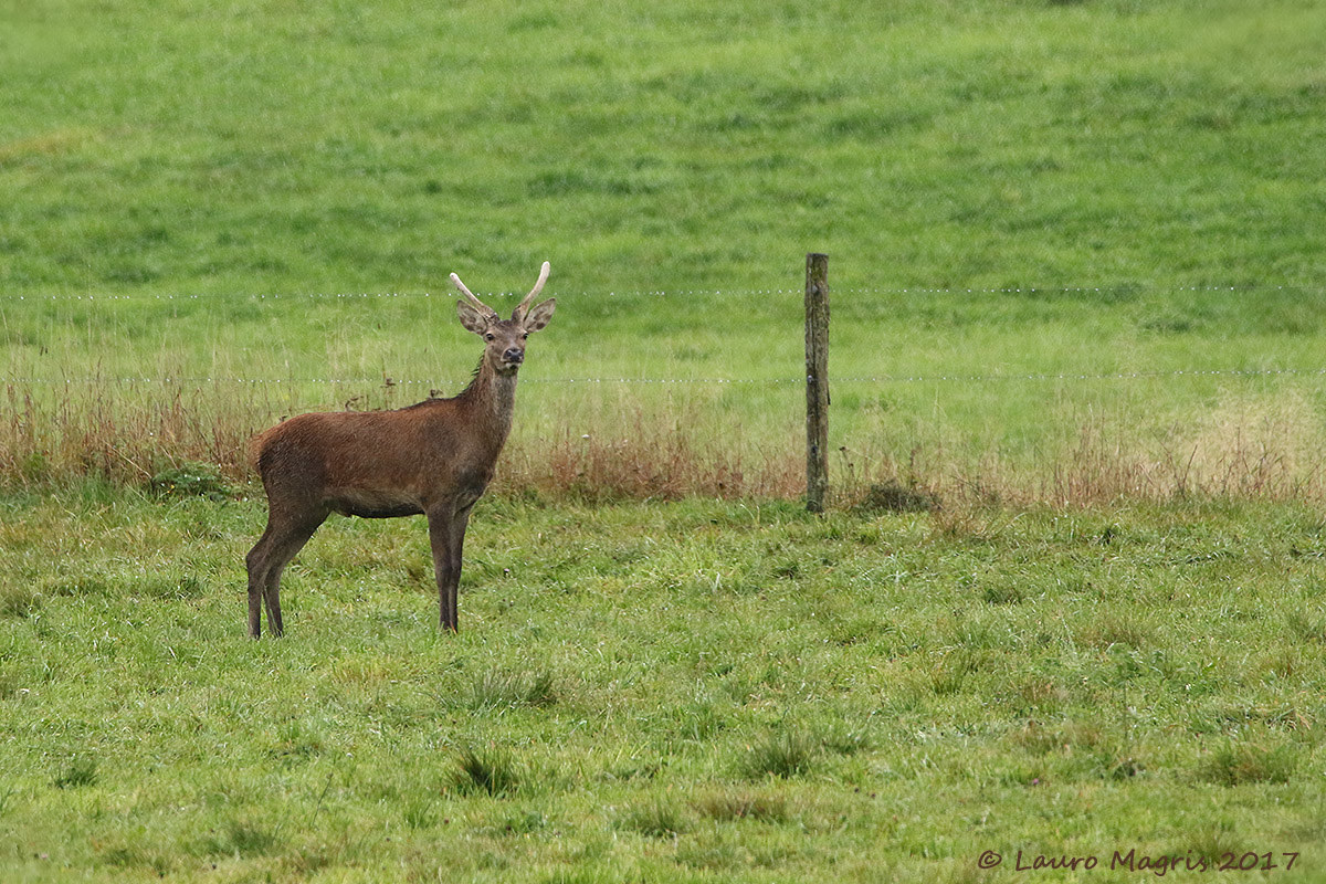 Fusone sotto la pioggia