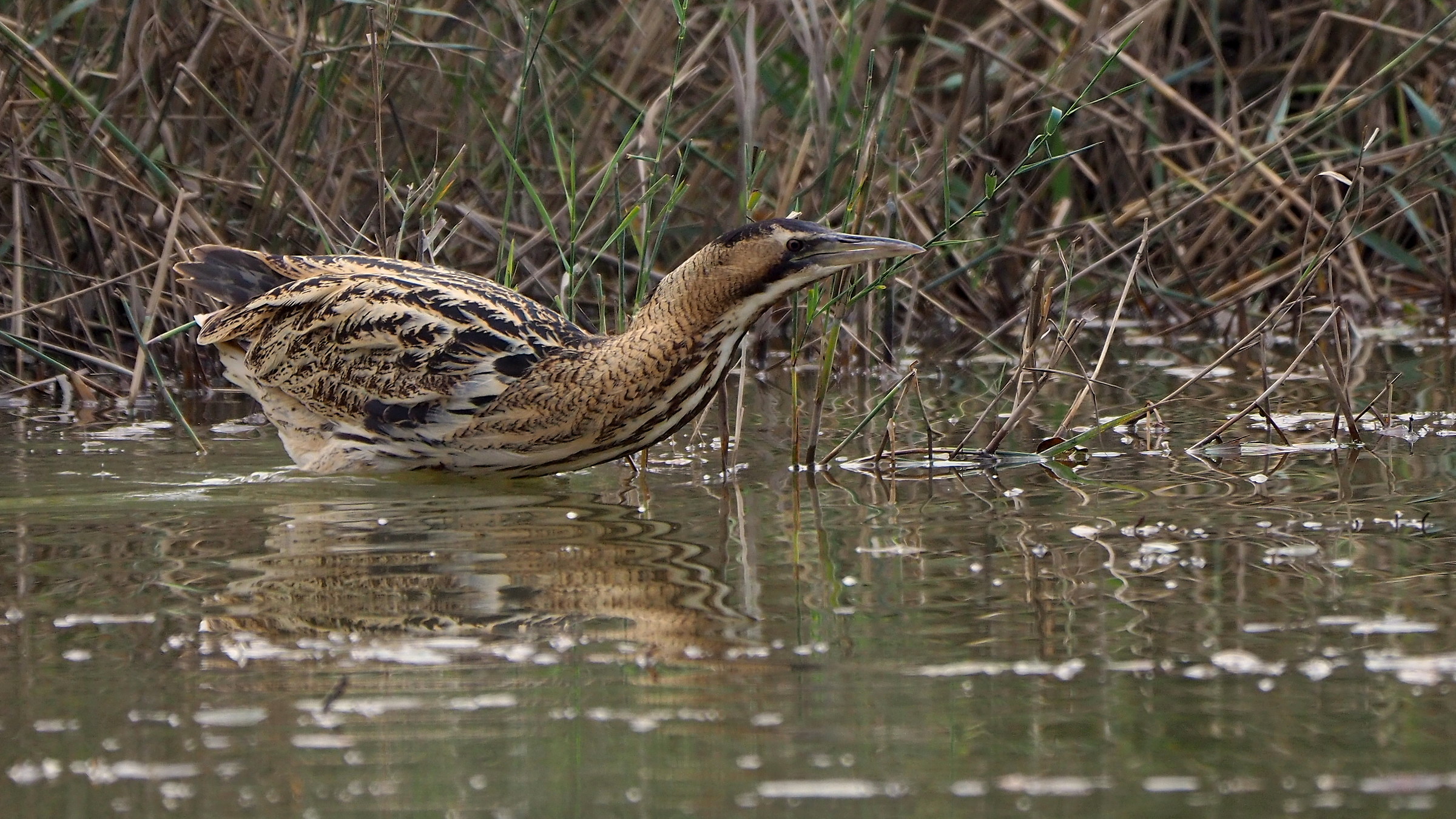 Bittern