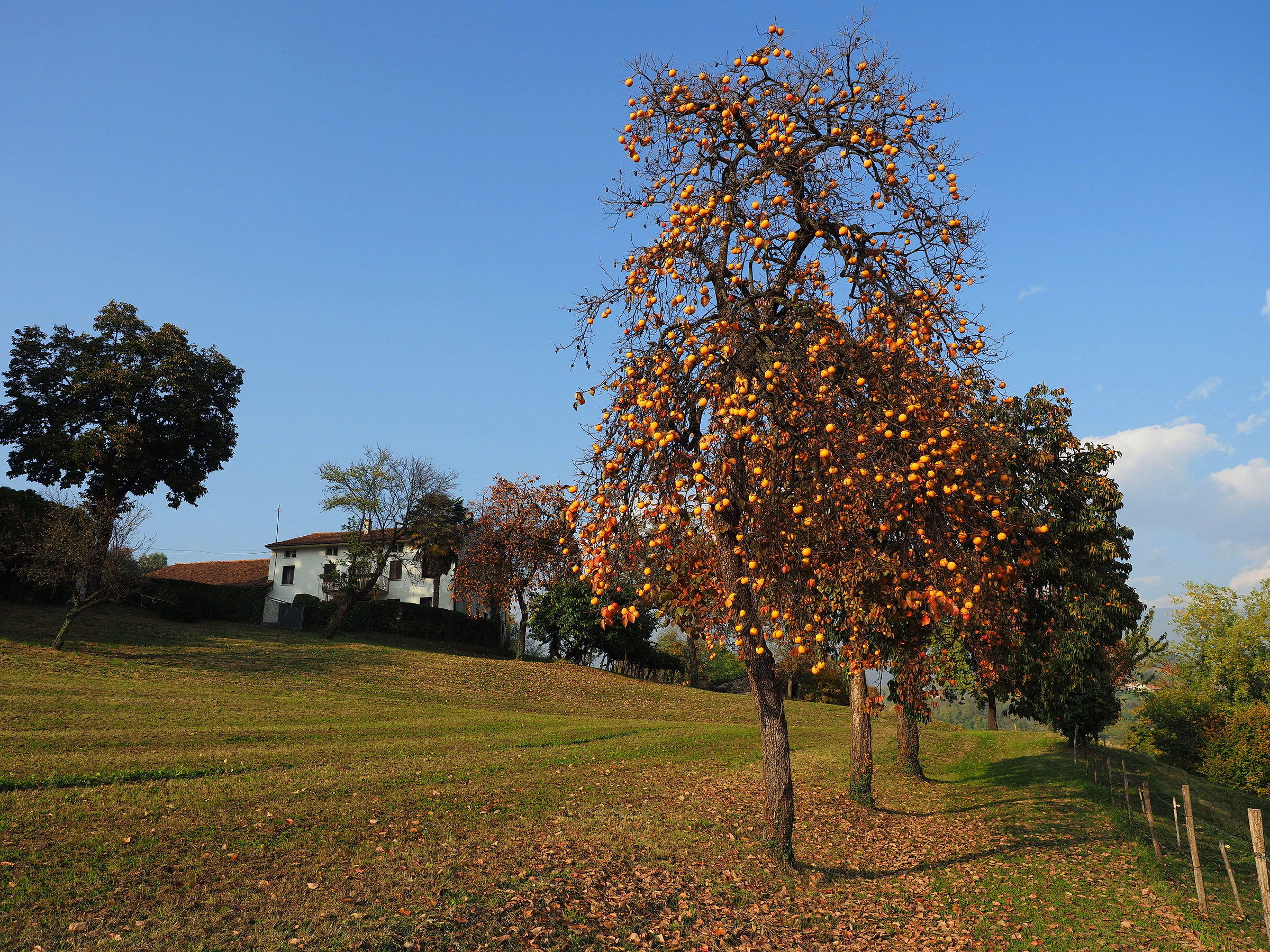 Carrè - Autumn in the hill -