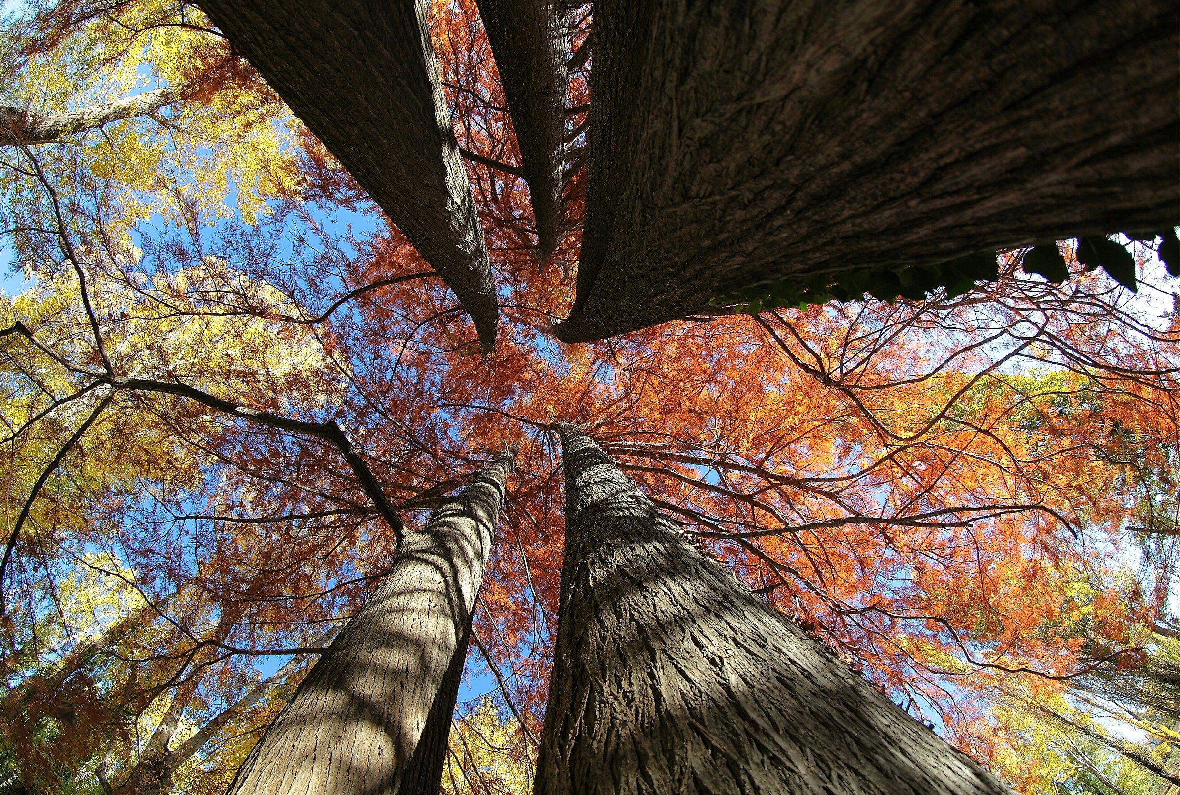 Inside the Autumn Colors