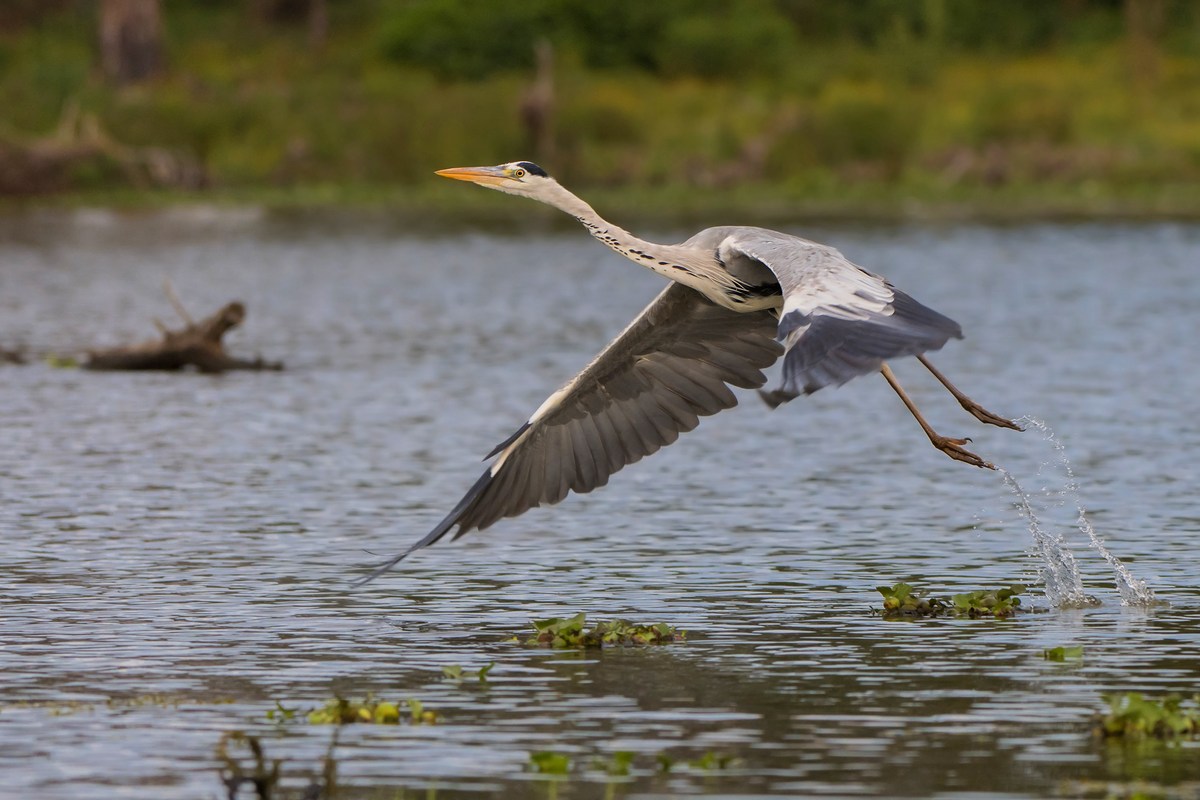 The detachment of the gray heron