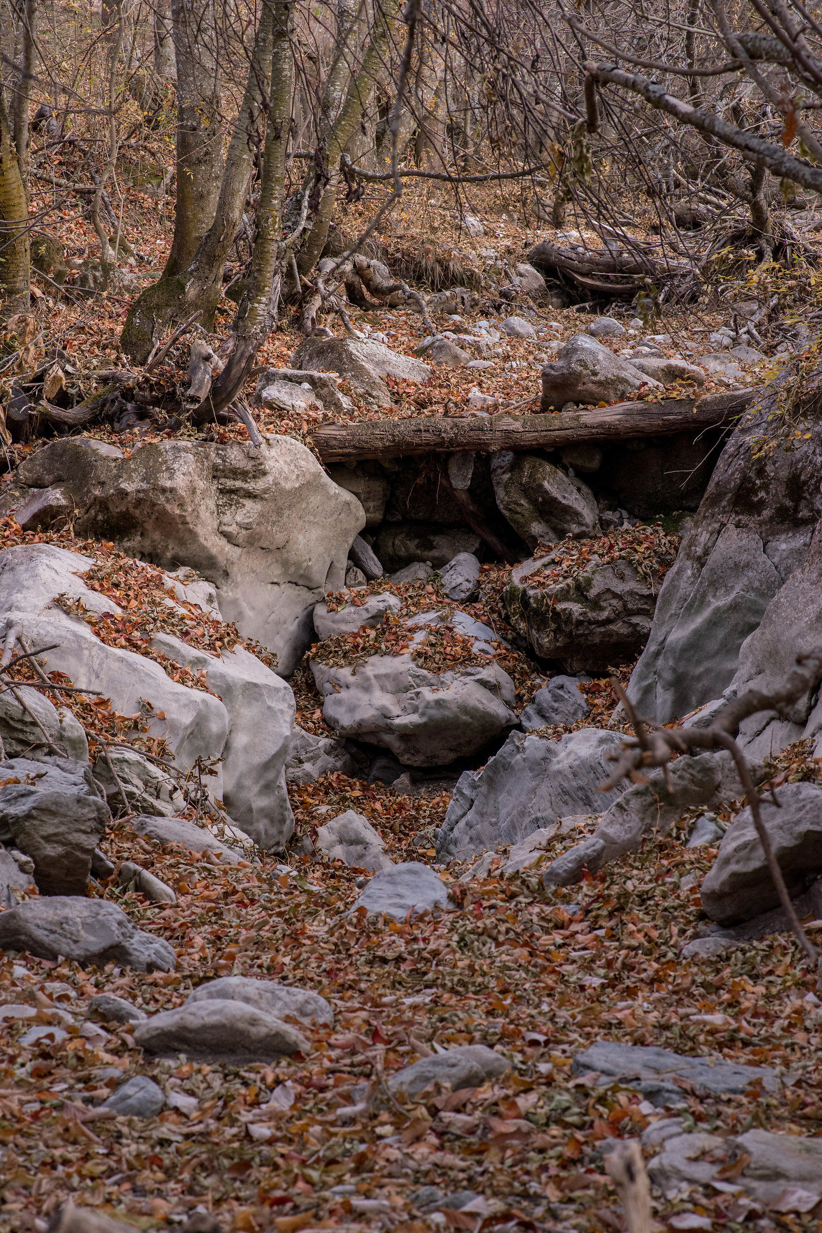 river ... of leaves!