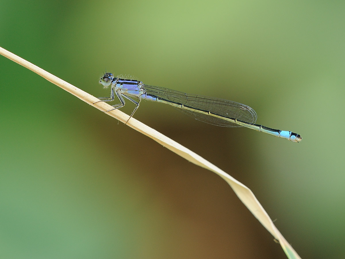Odonata