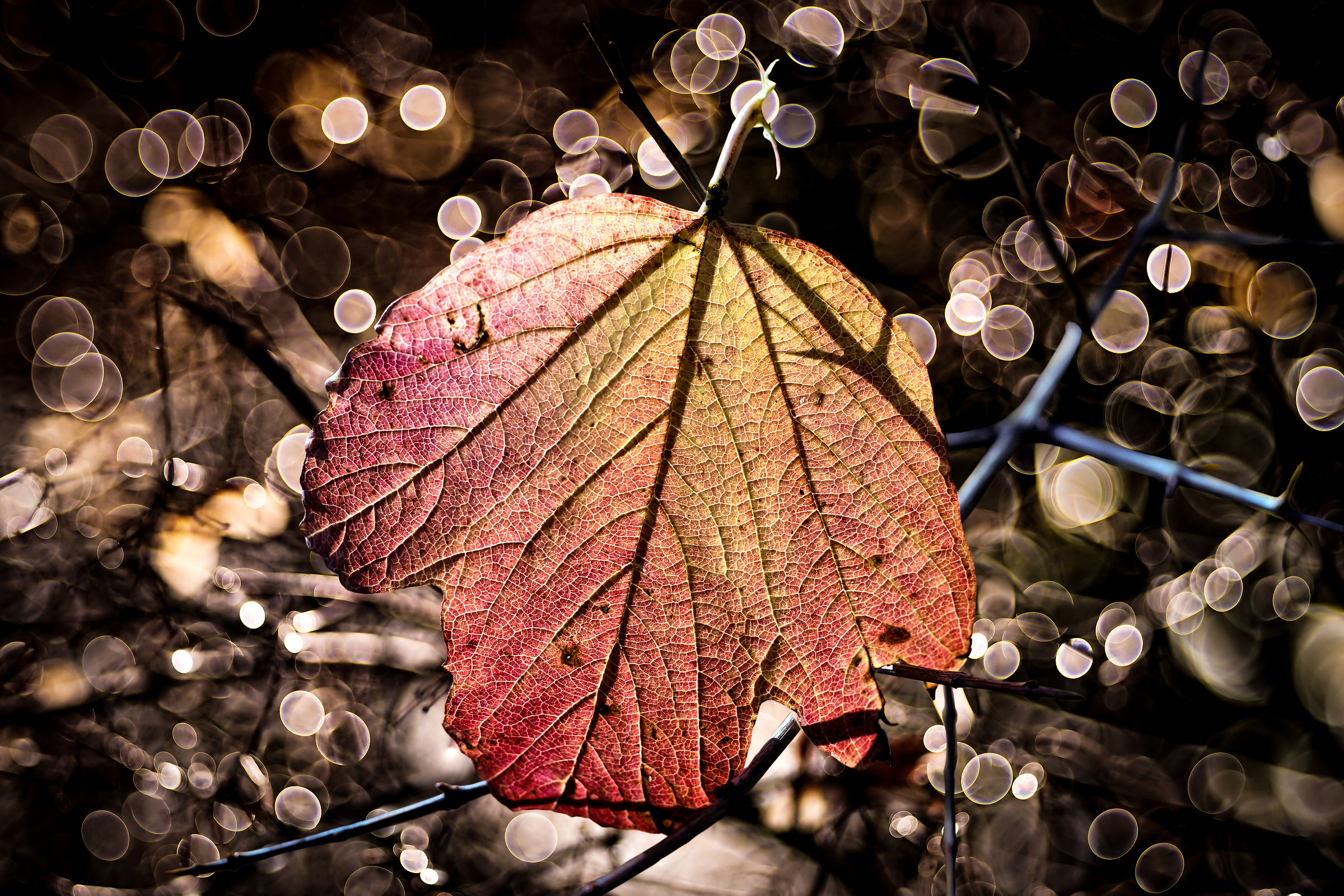 there are leaves that cling to the branches ..