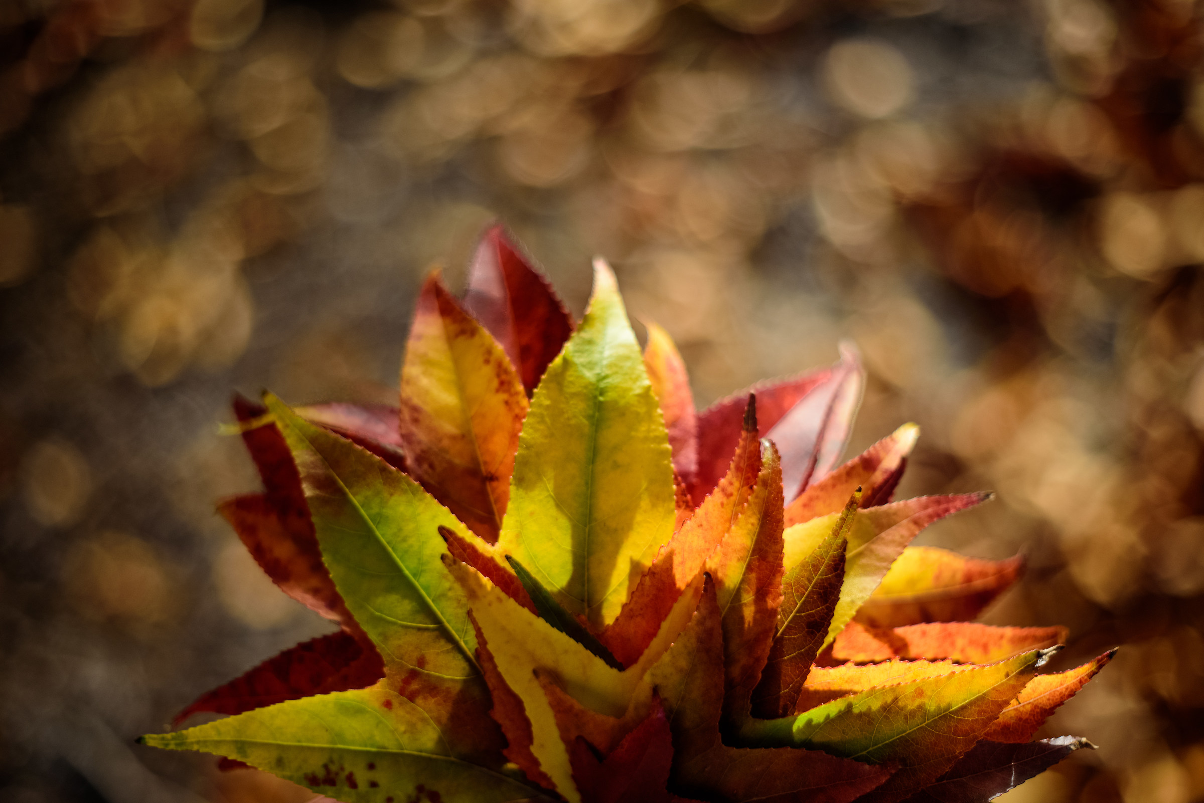 Color palette to paint the fall