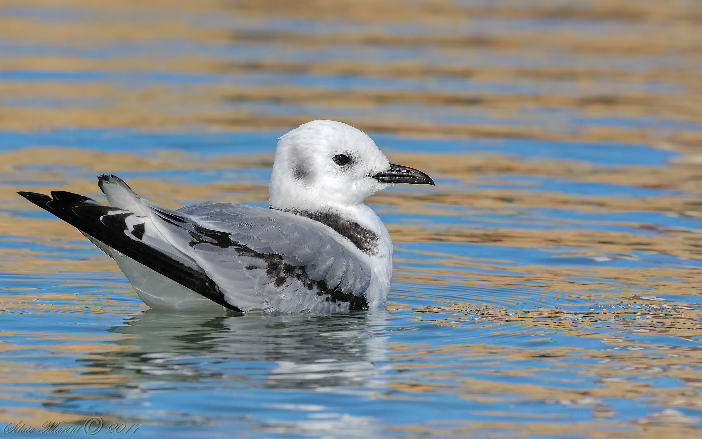 Gull Tridattilo (Tridactyla breed)