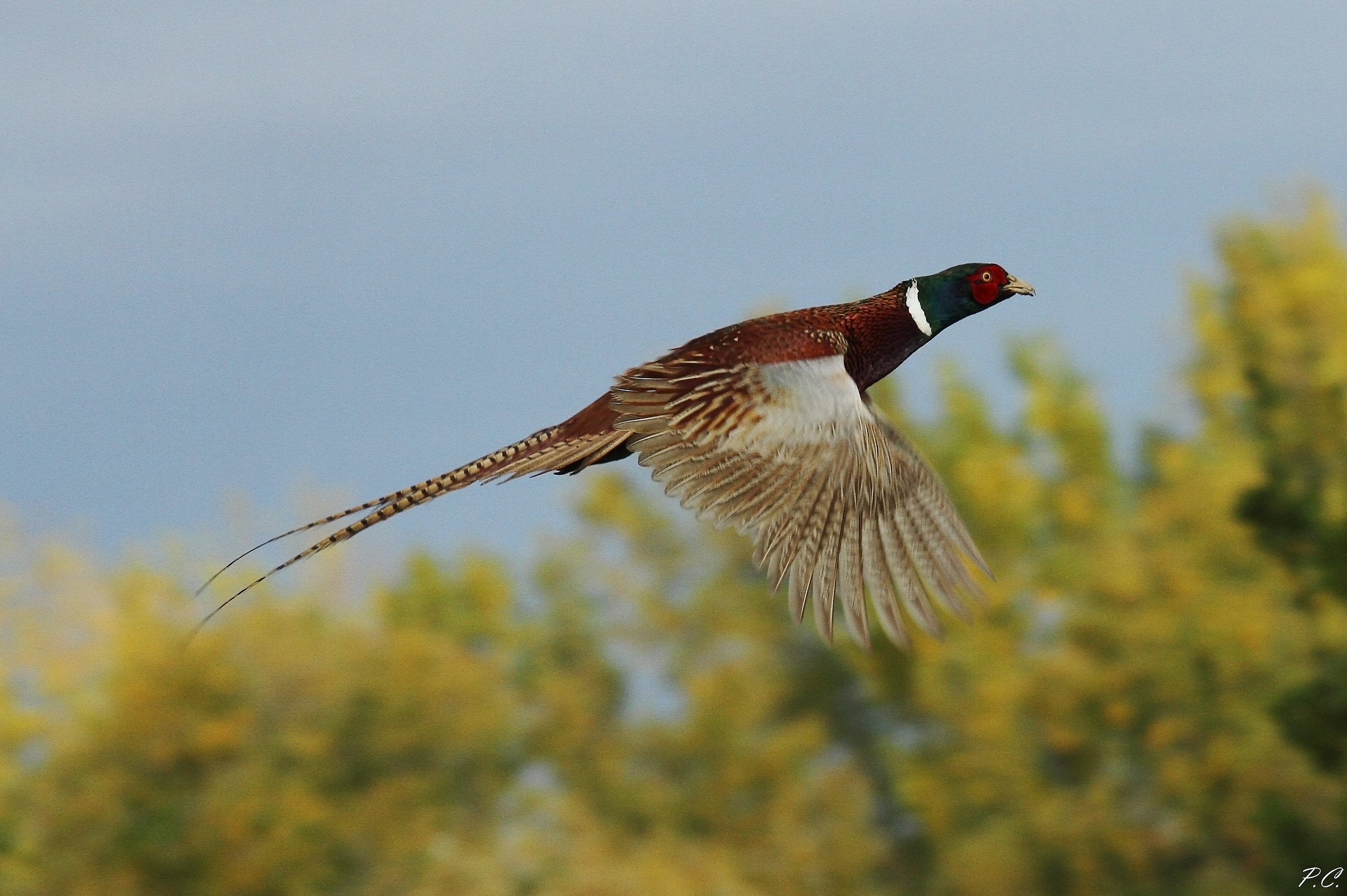 the flight of the pheasant