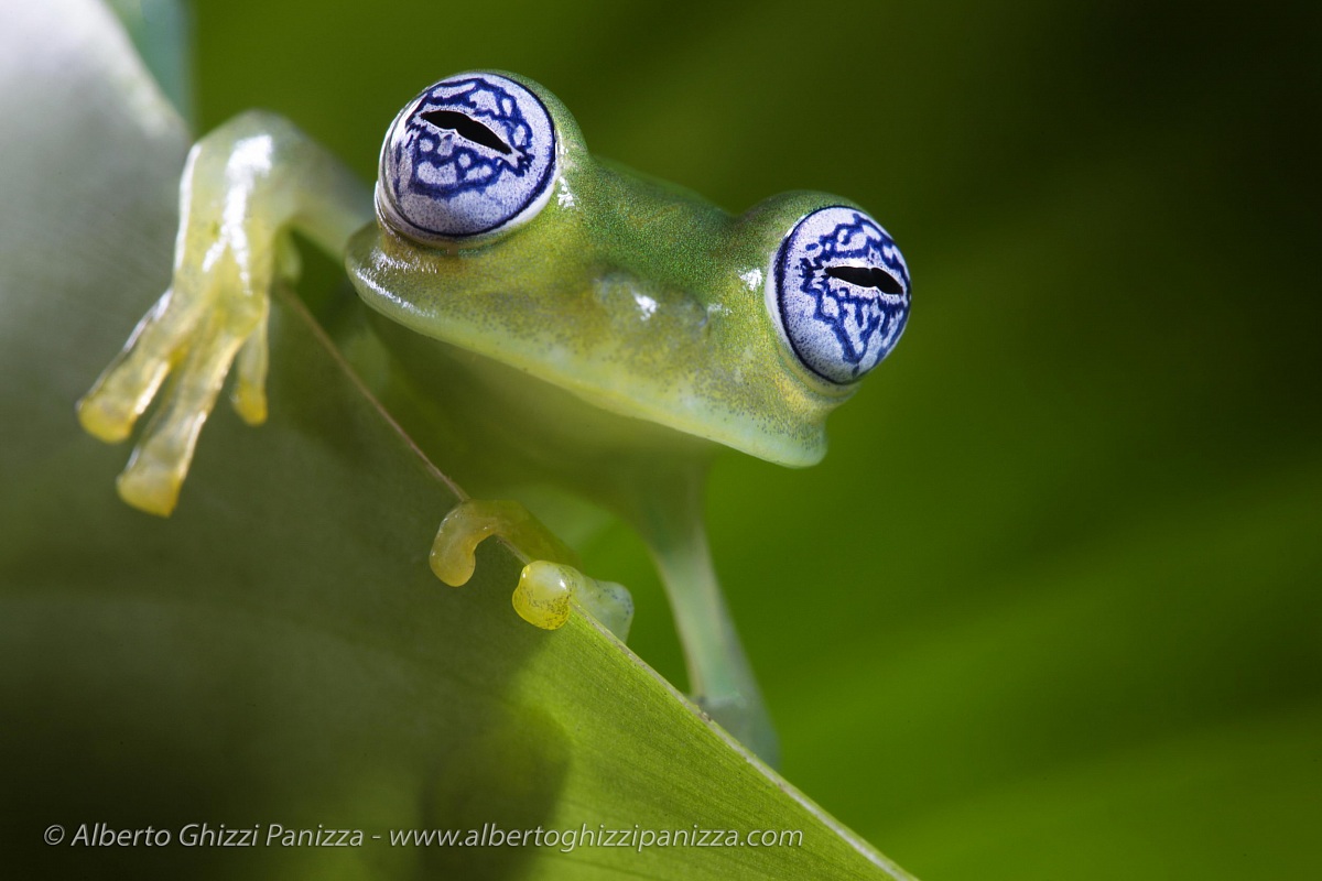 I am a little shy...