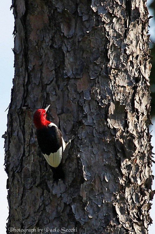 Red-headed woodpecker