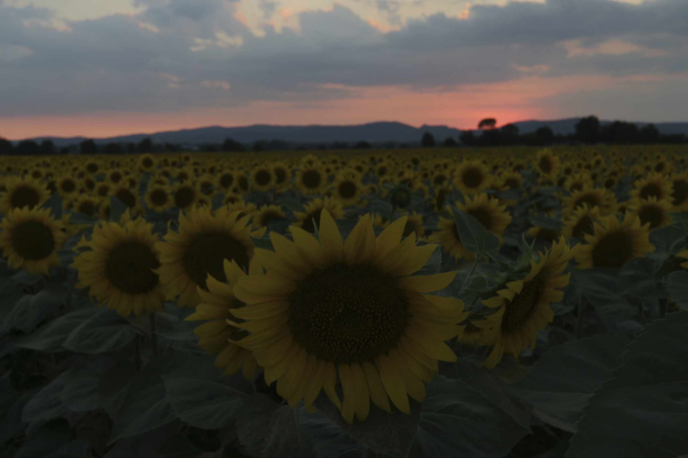 Formazione a testuggine