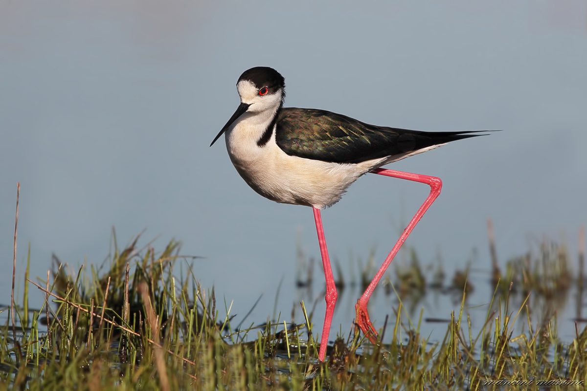 Cavaglire of Italy (Himantopus himantopus)