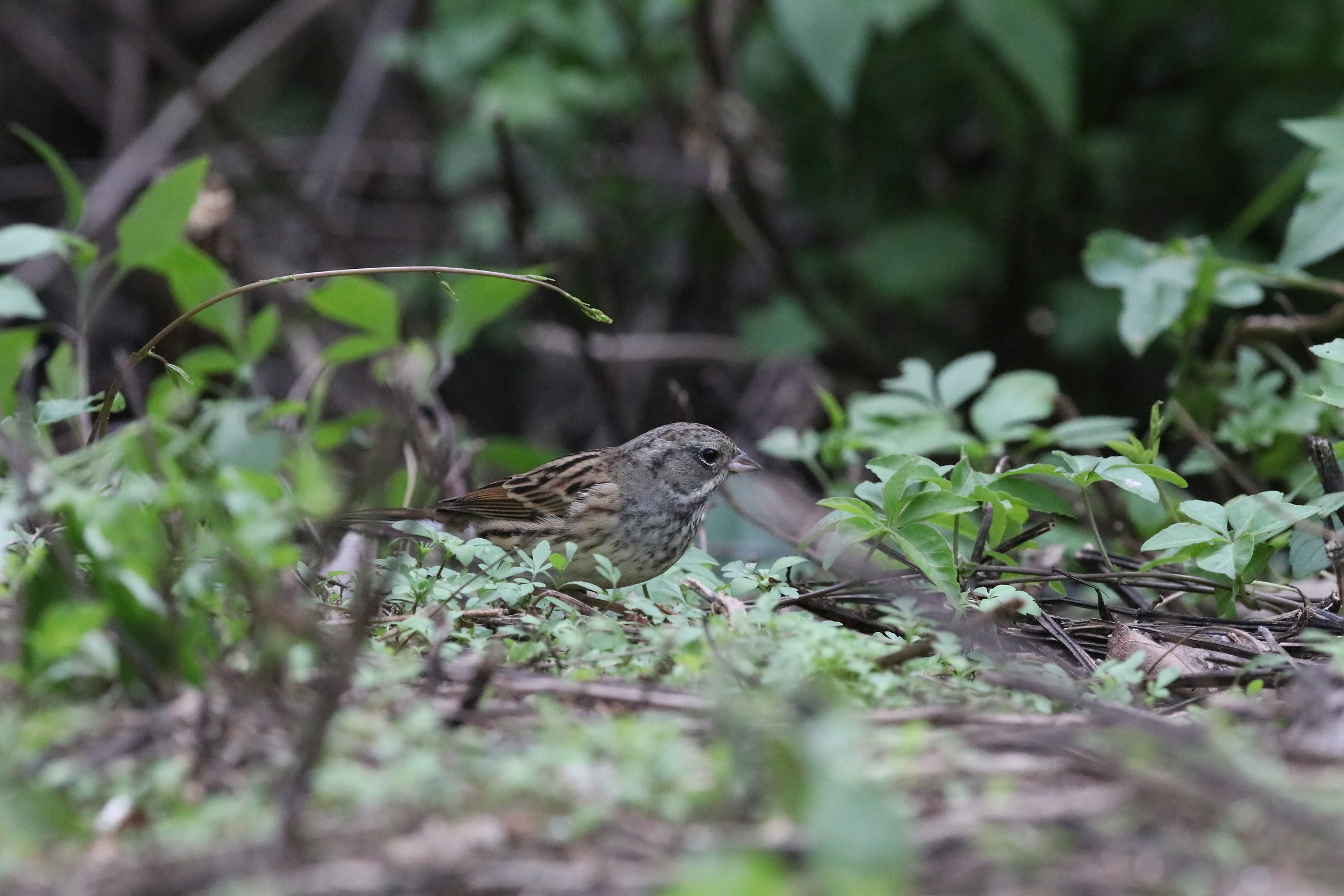 Black-faced Bunting