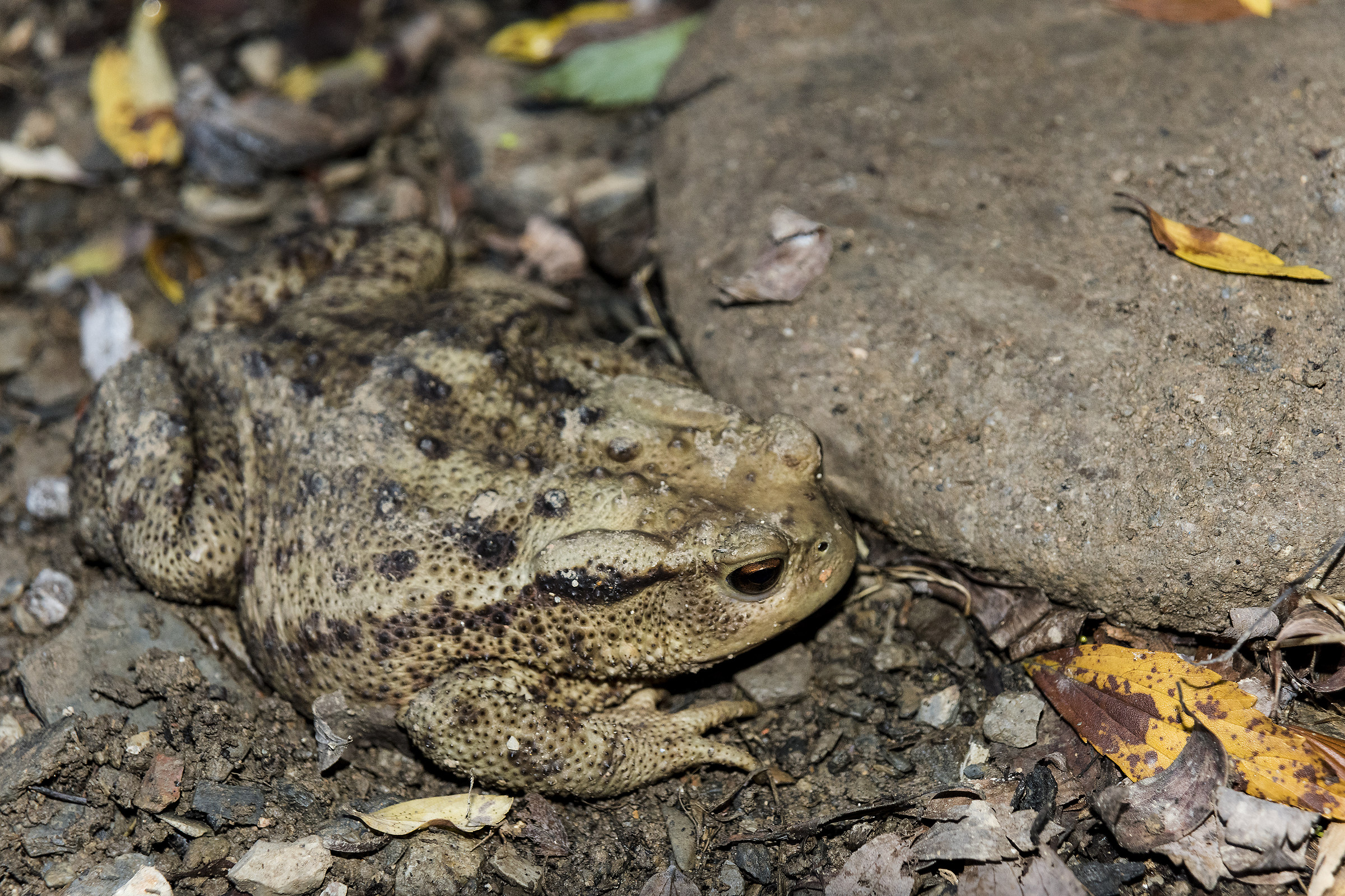 Rospo (province of Genoa)