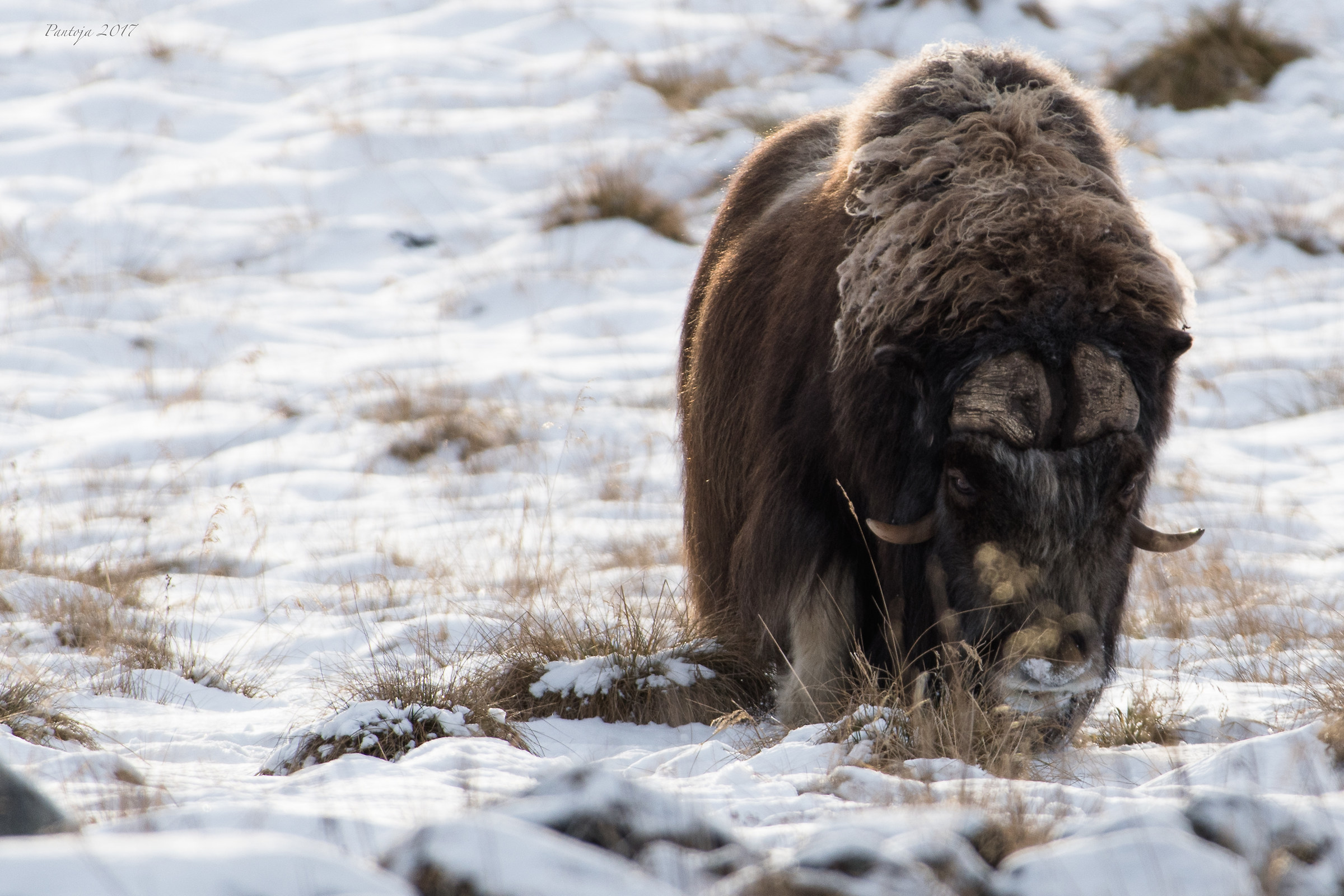 Musk ox
