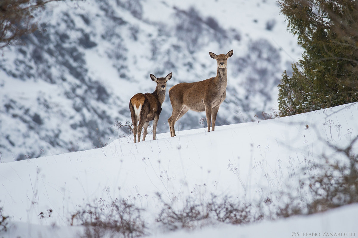 La madre e il suo piccolo...