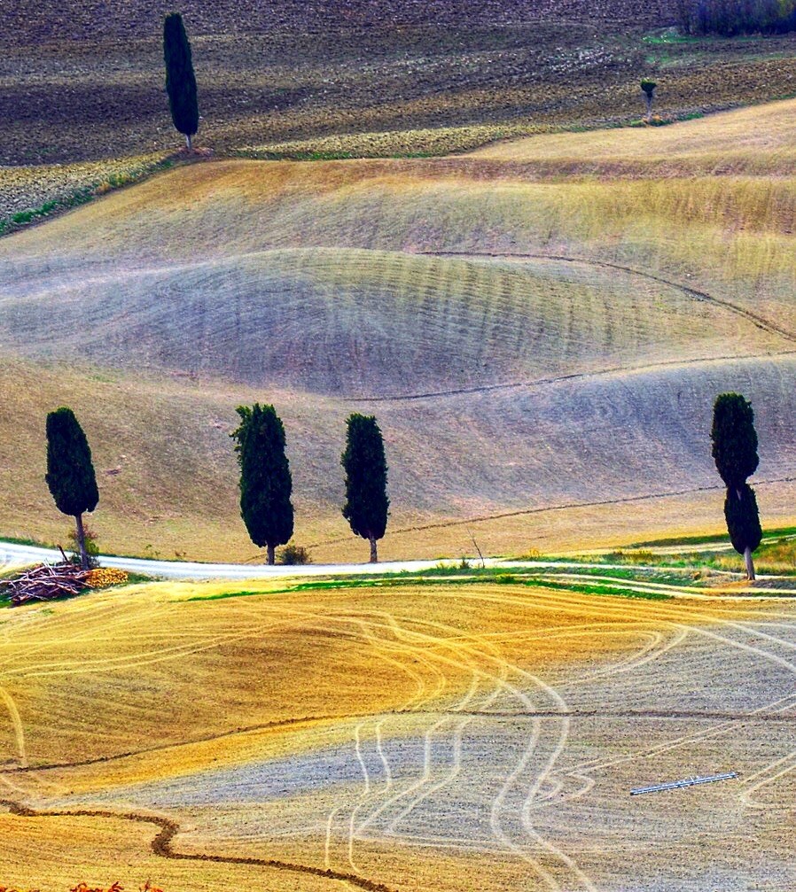 The cypresses