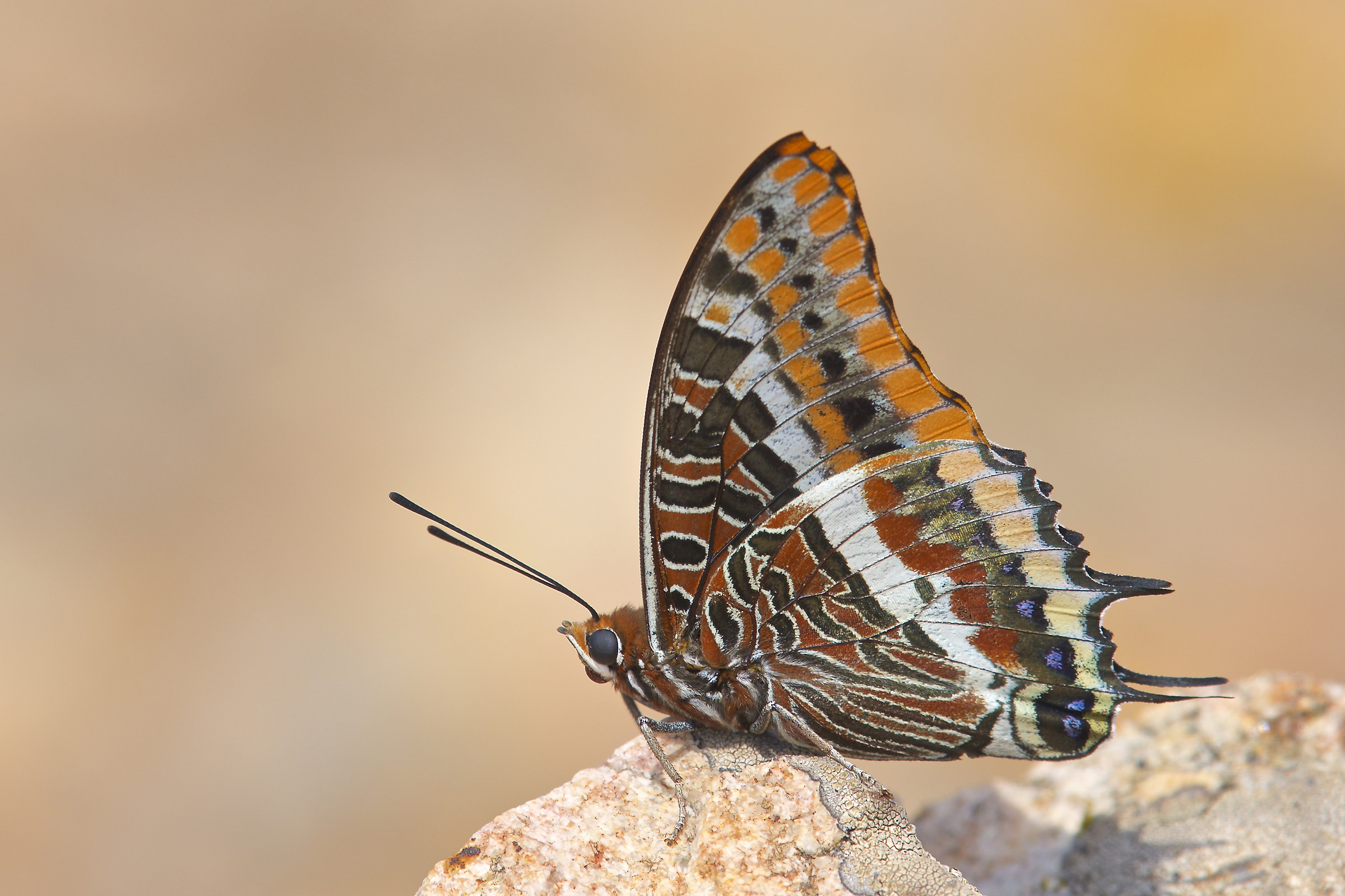 Charaxes jasius