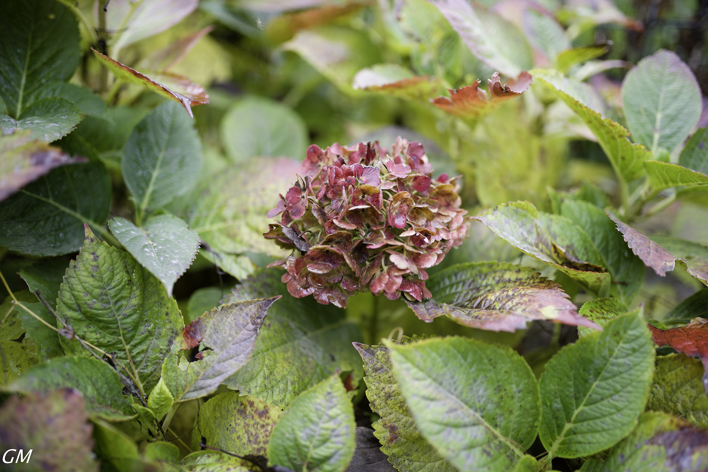 autumn - hydrangea