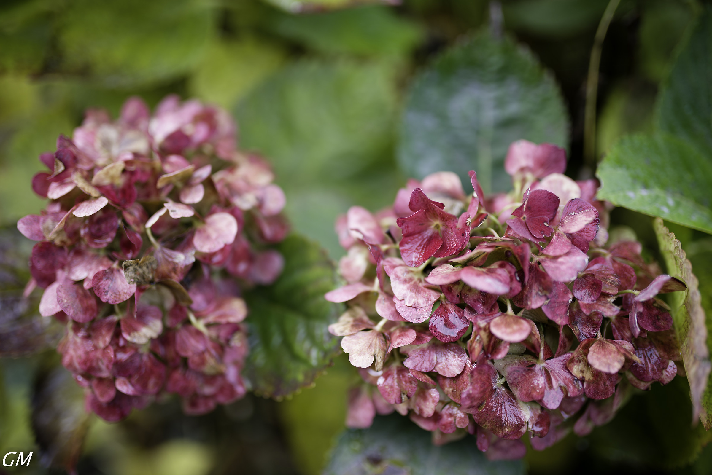 autumn - hydrangea