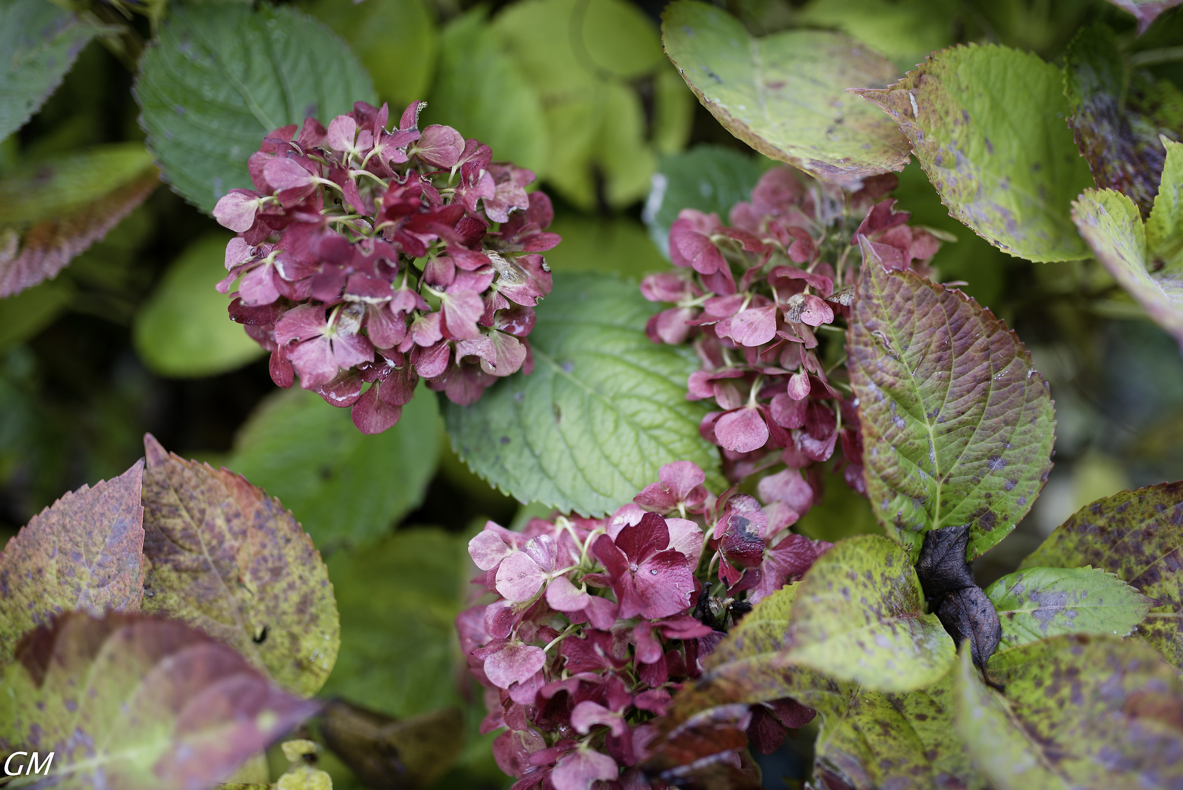 autumn - hydrangea
