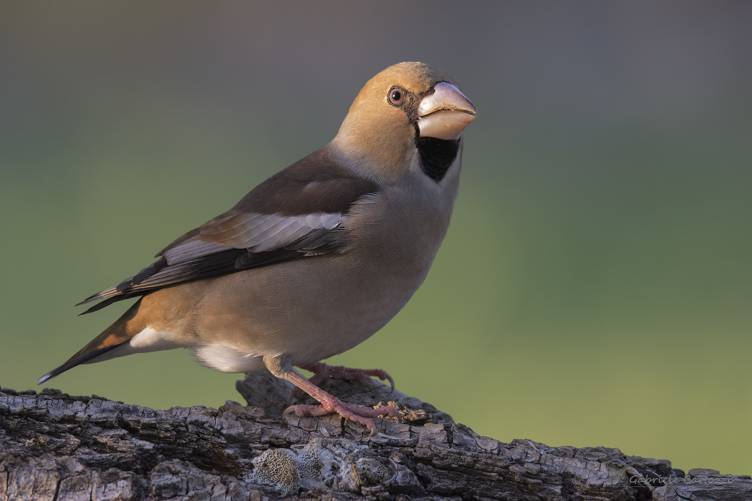 frost (Coccothraustes coccothraustes)