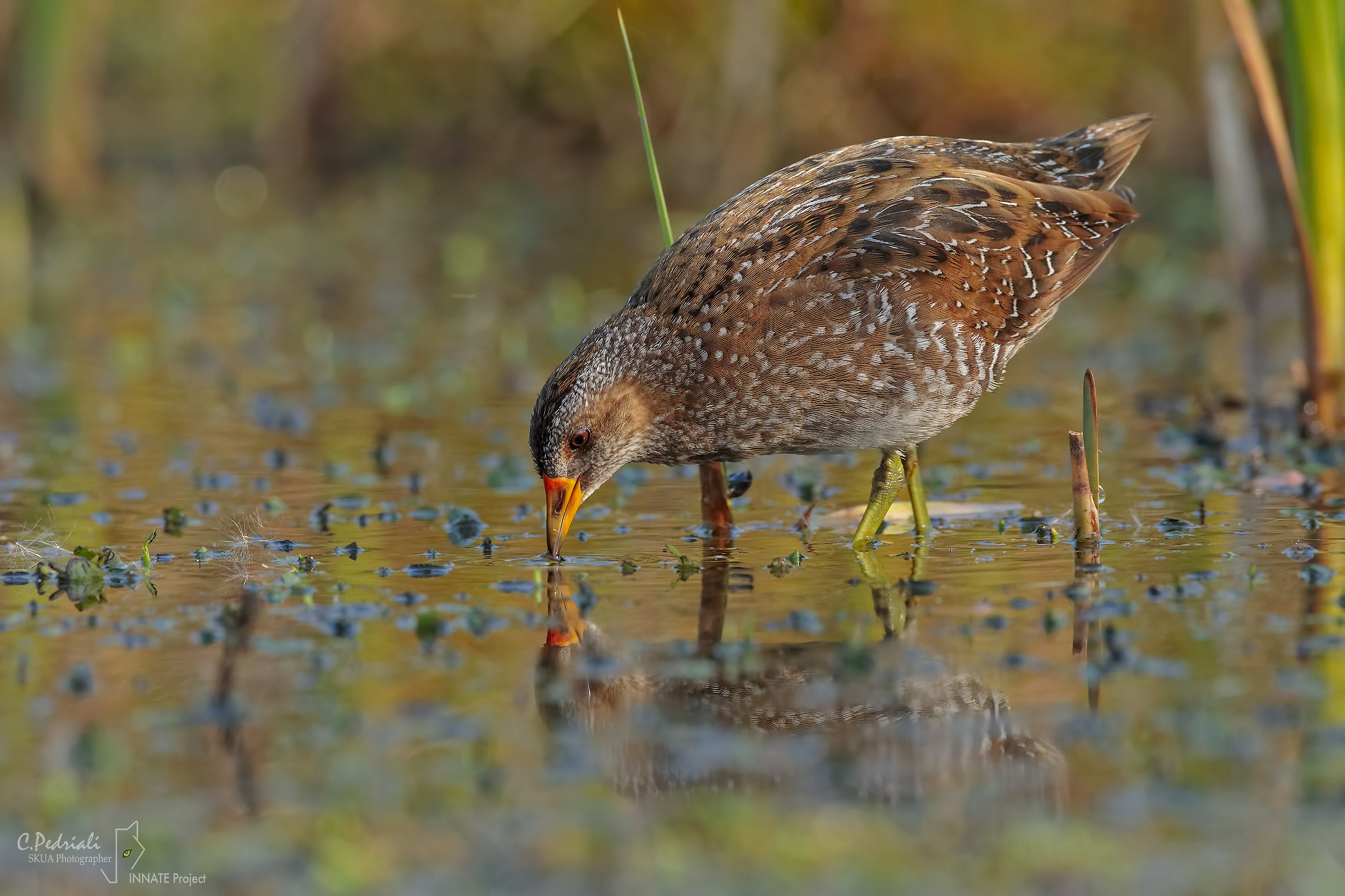 Voltolino... bere alle prime luci