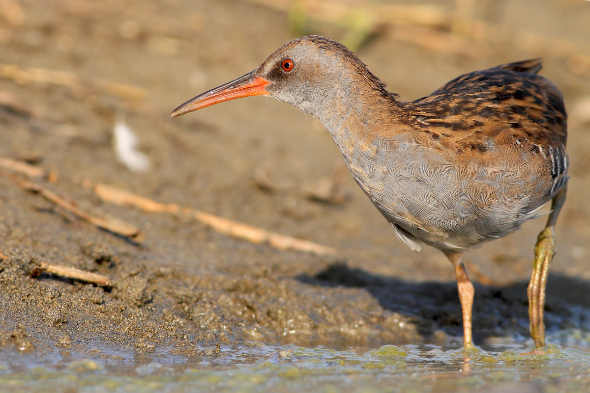 Water Rail