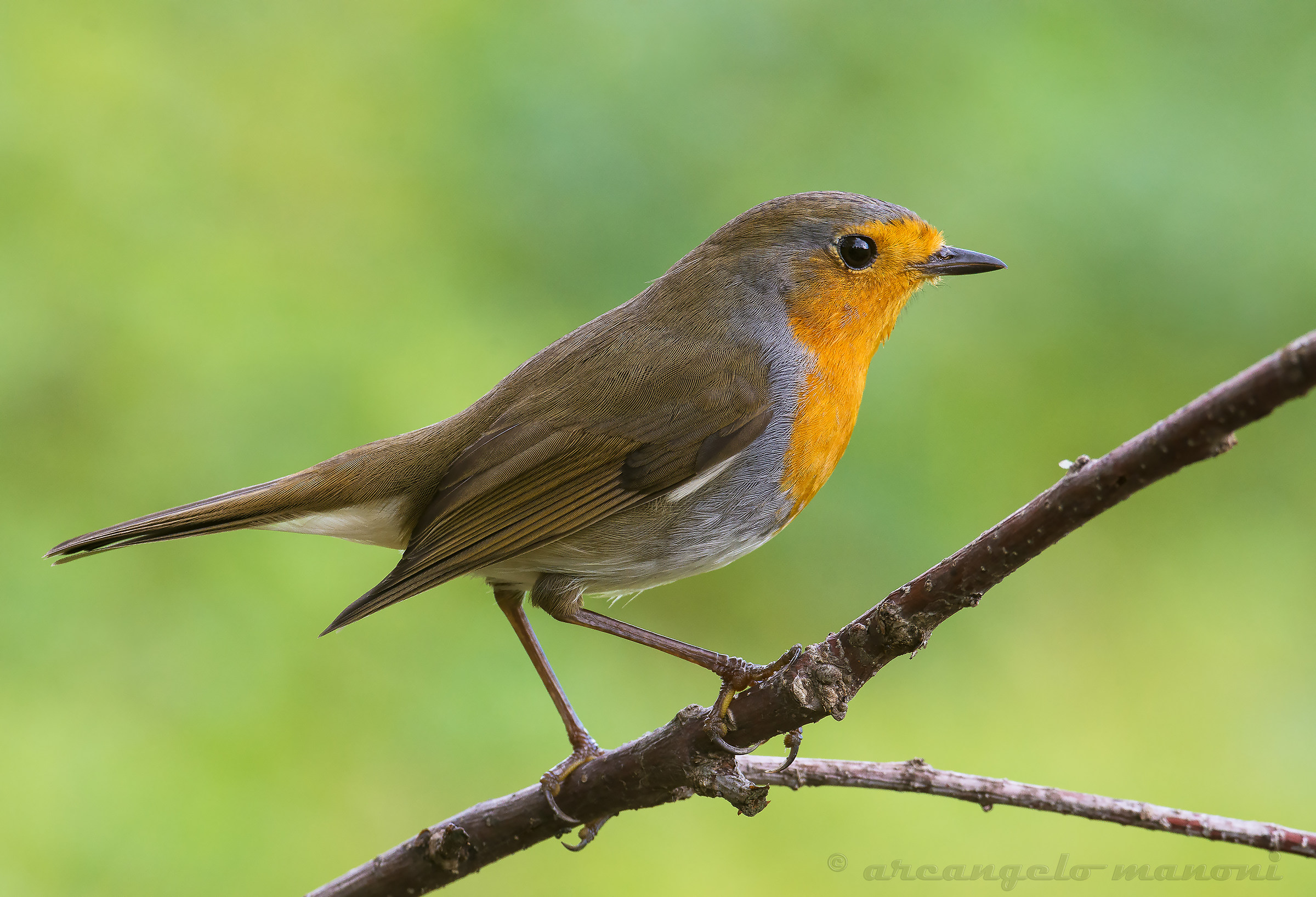 The first robin of the season