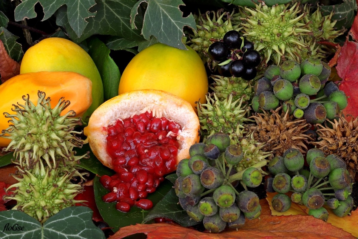 frutto della passione