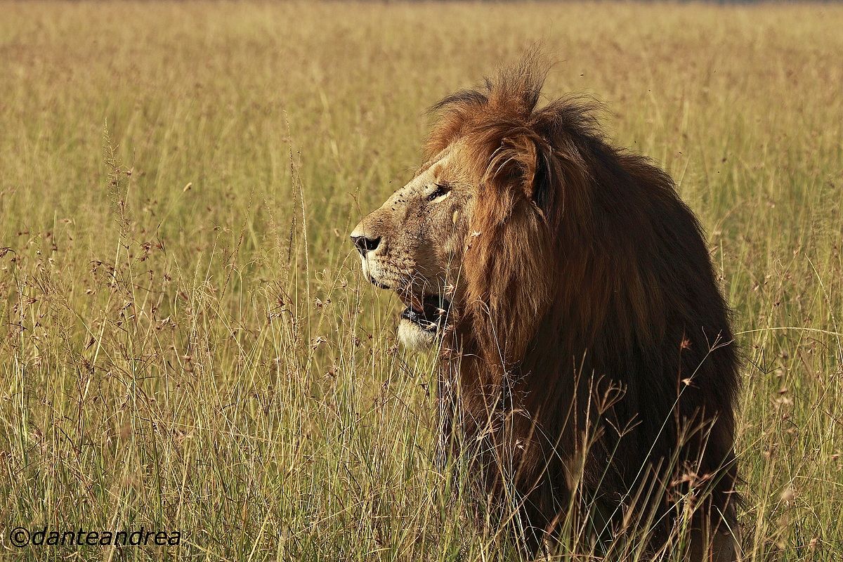 The profile of the king