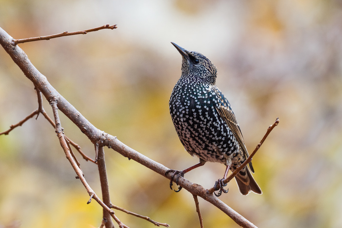 Common Sturnus (Sturnus vulgaris) ...