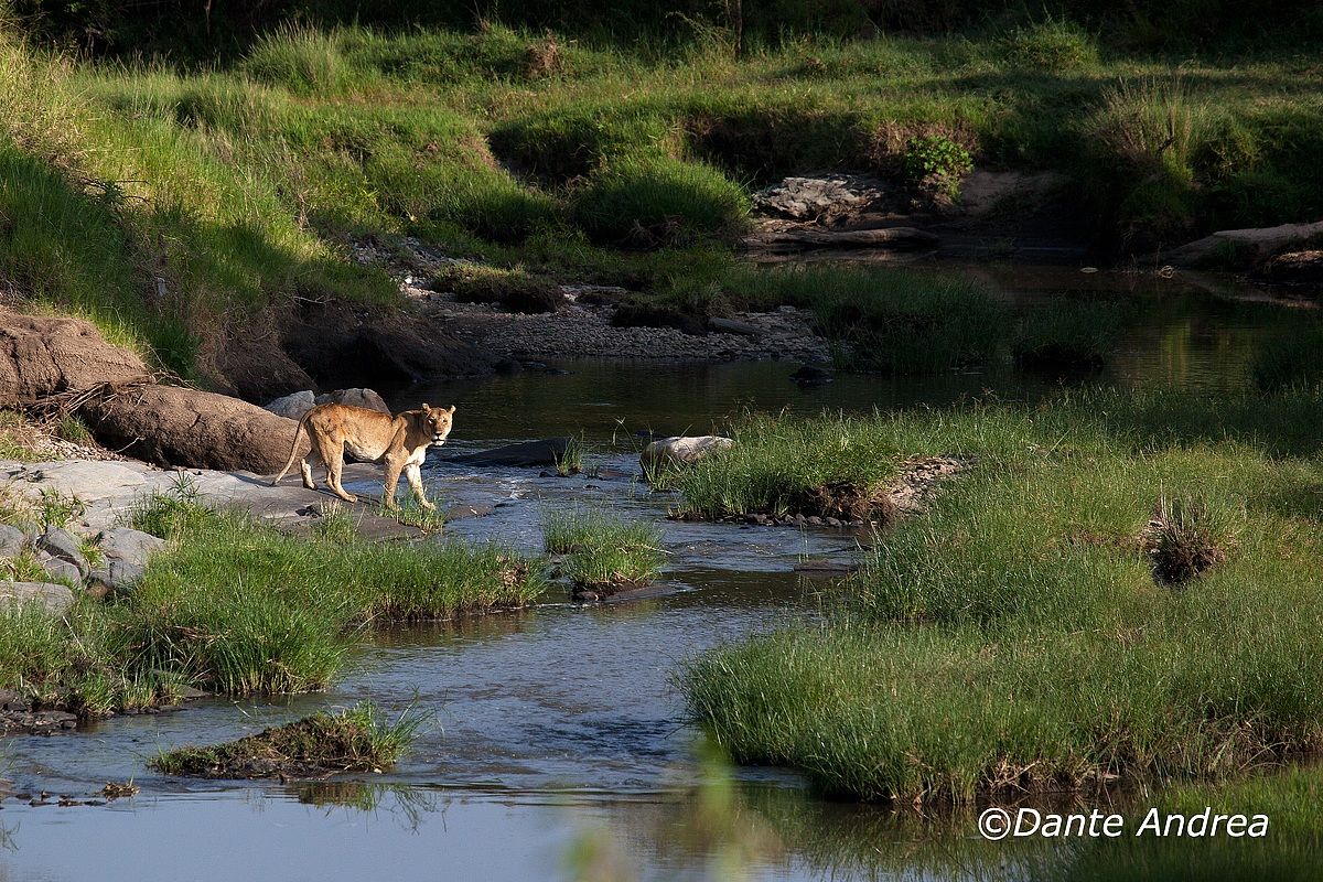 Lioness at the ford