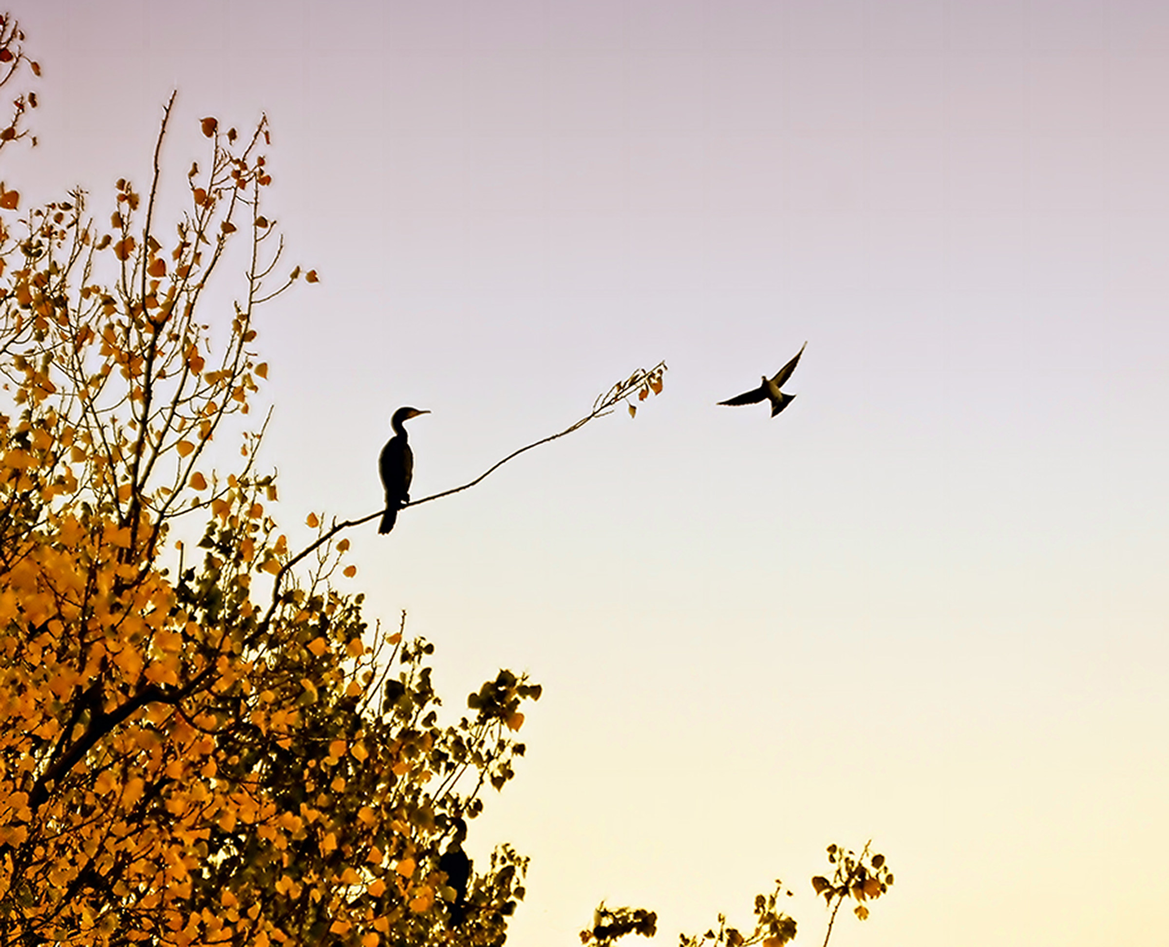 Moving on the fronds