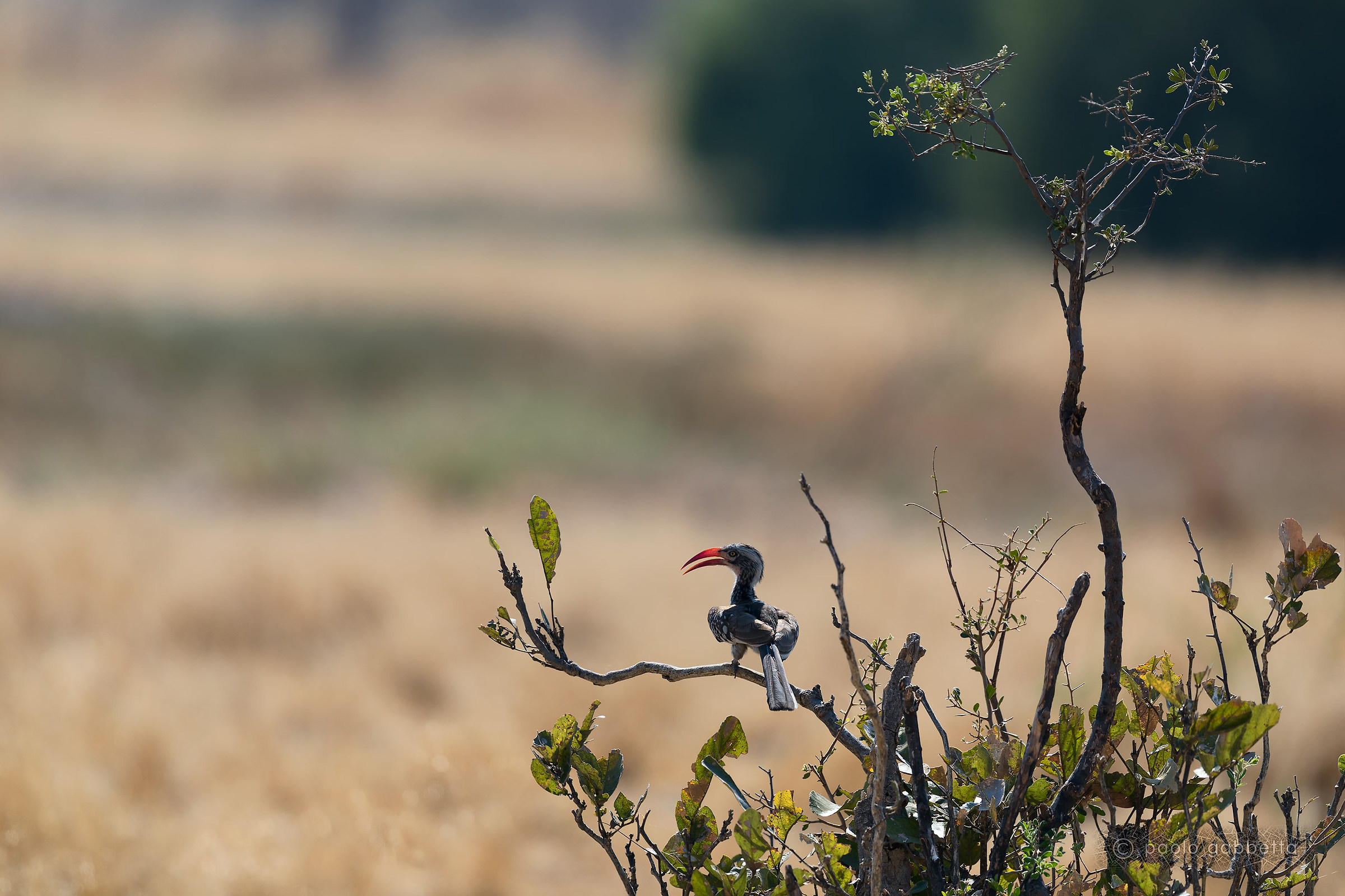 Bucero dal becco rosso