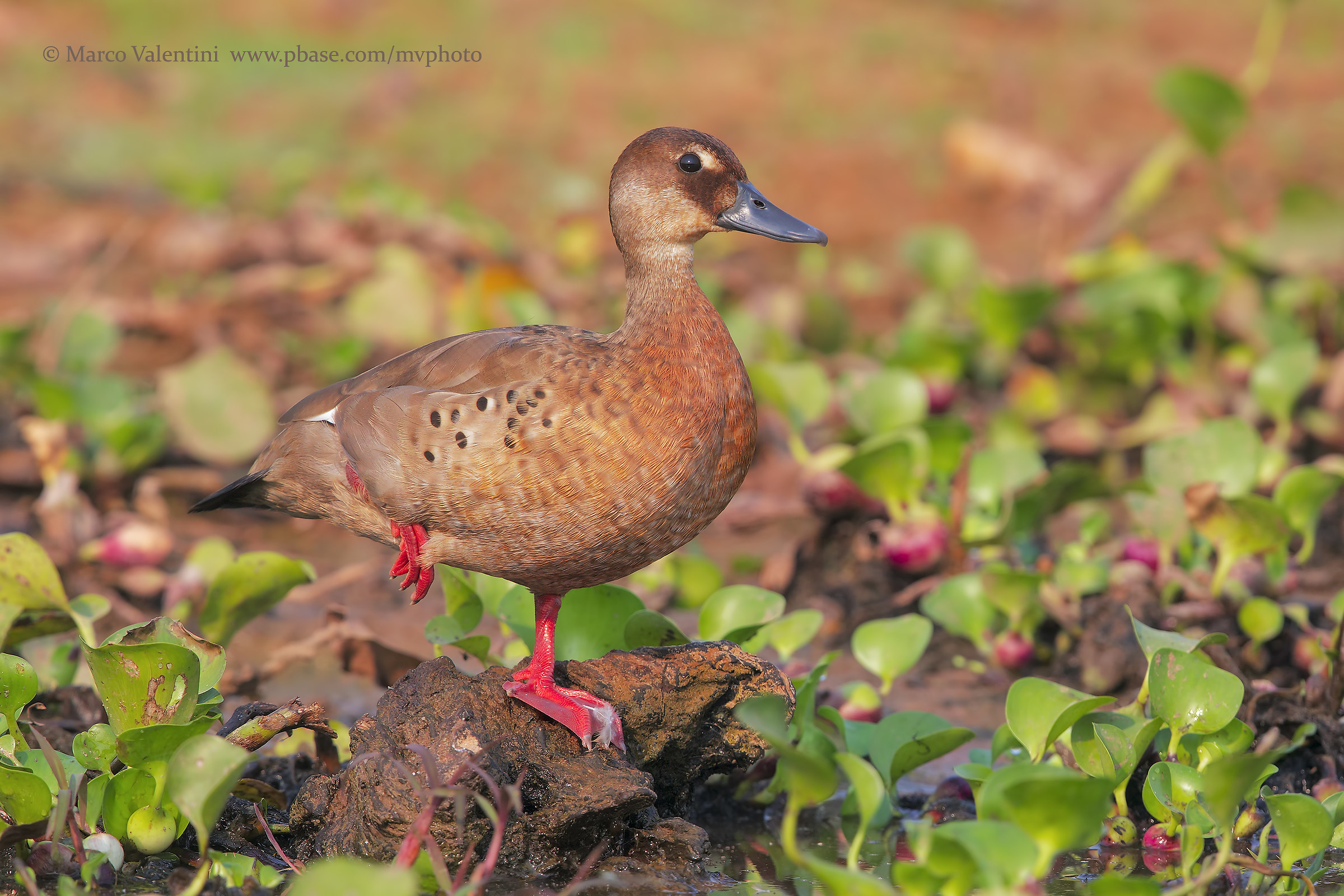 Femmina di Amazonetta