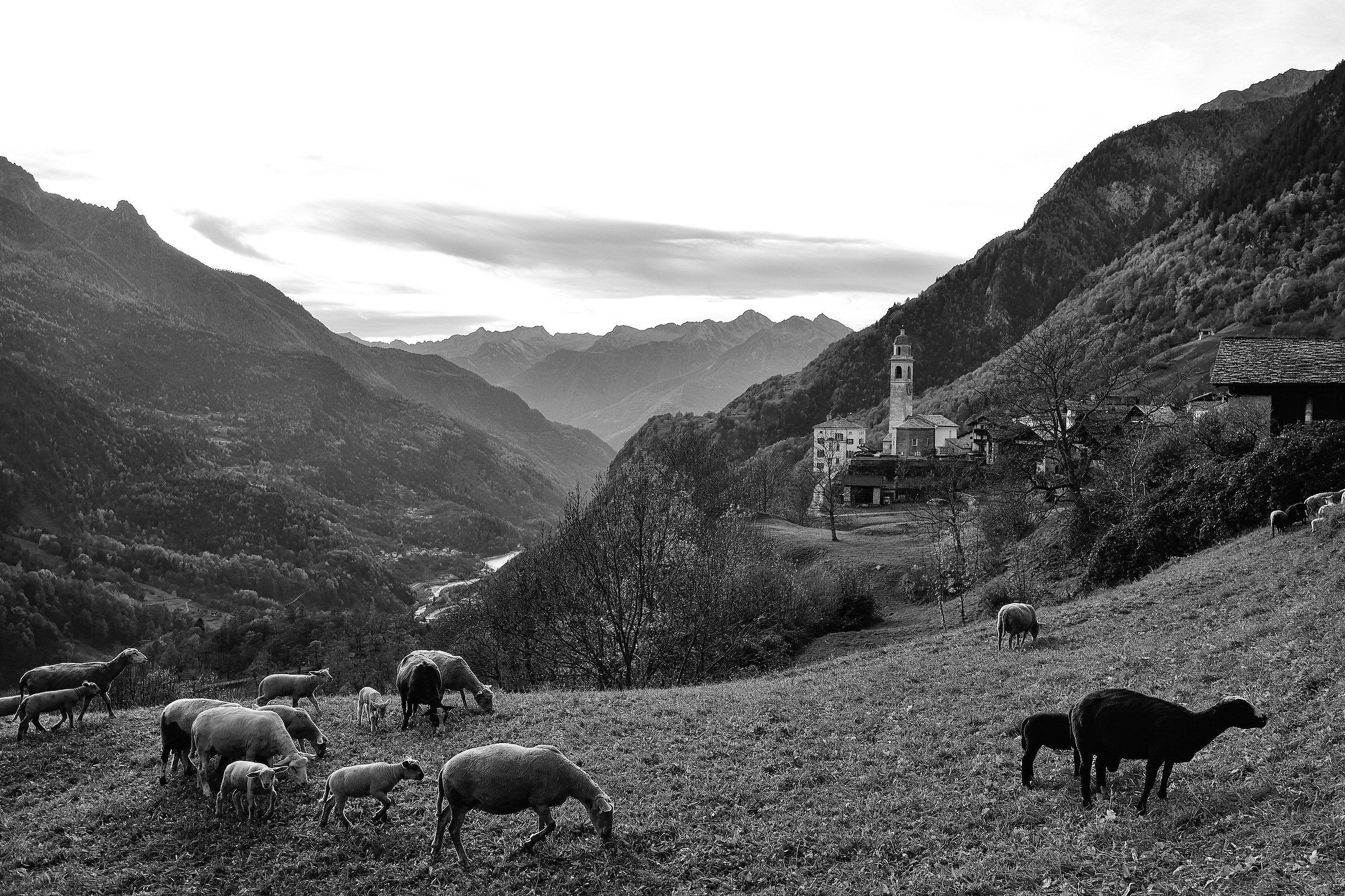 Soglio, ritorno all'ovile