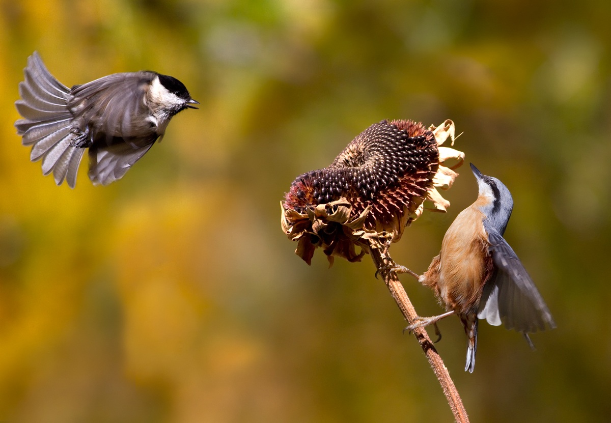 the gray and the mason