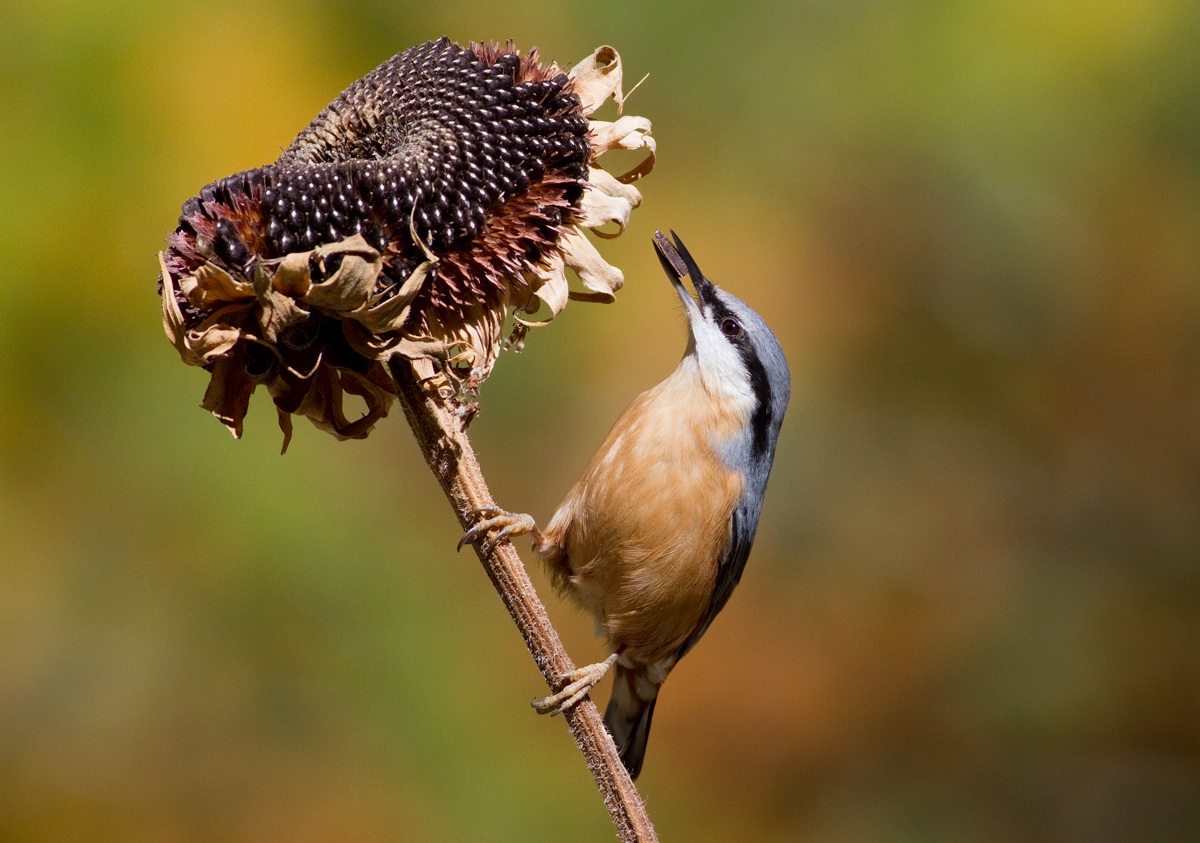 nuthatch