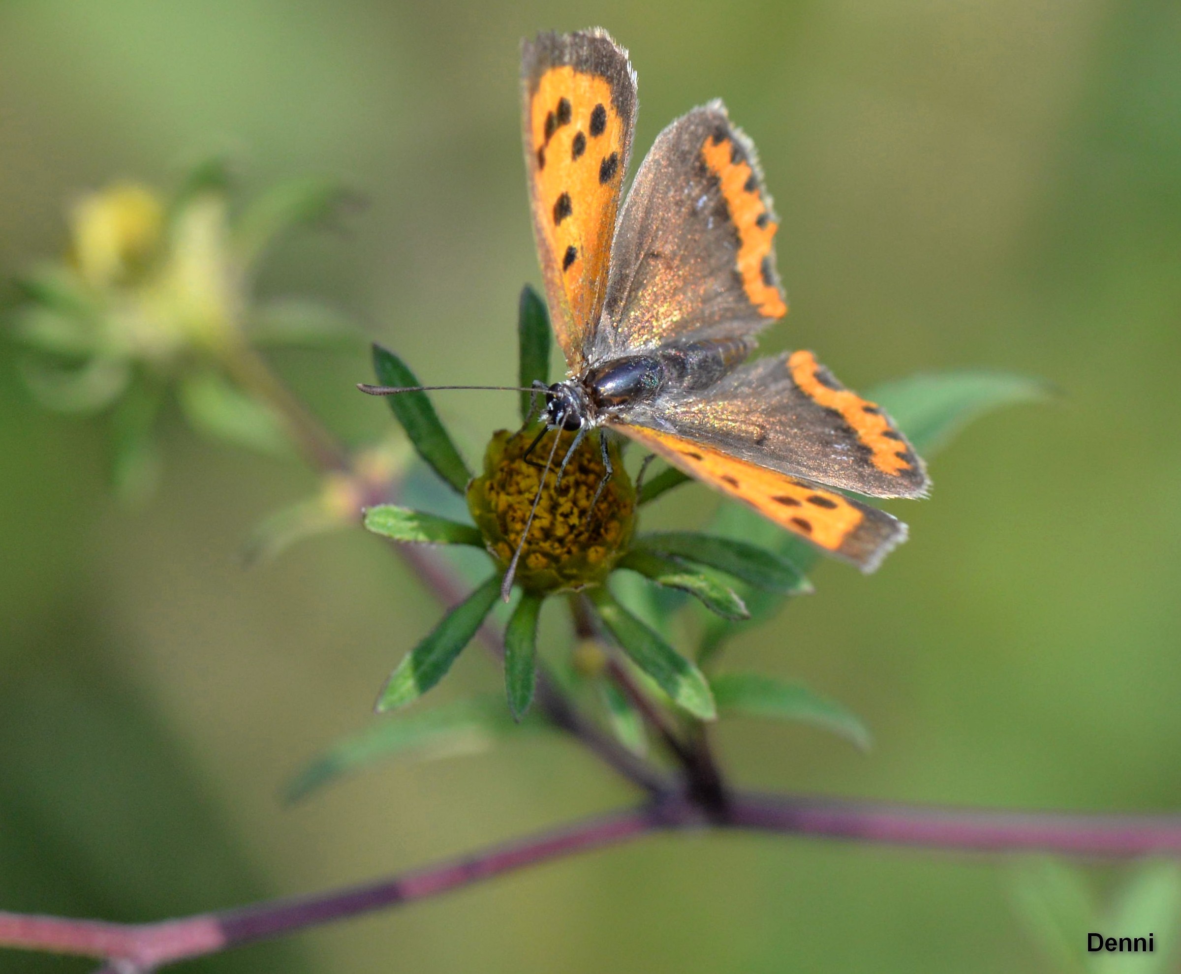 but there is something