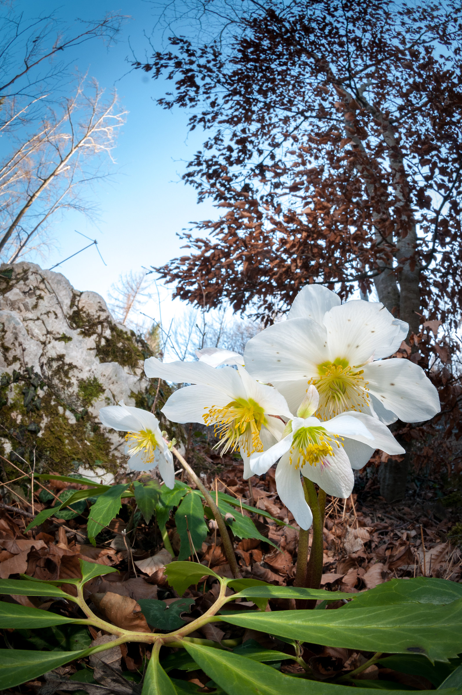 Helleboro in the undergrowth