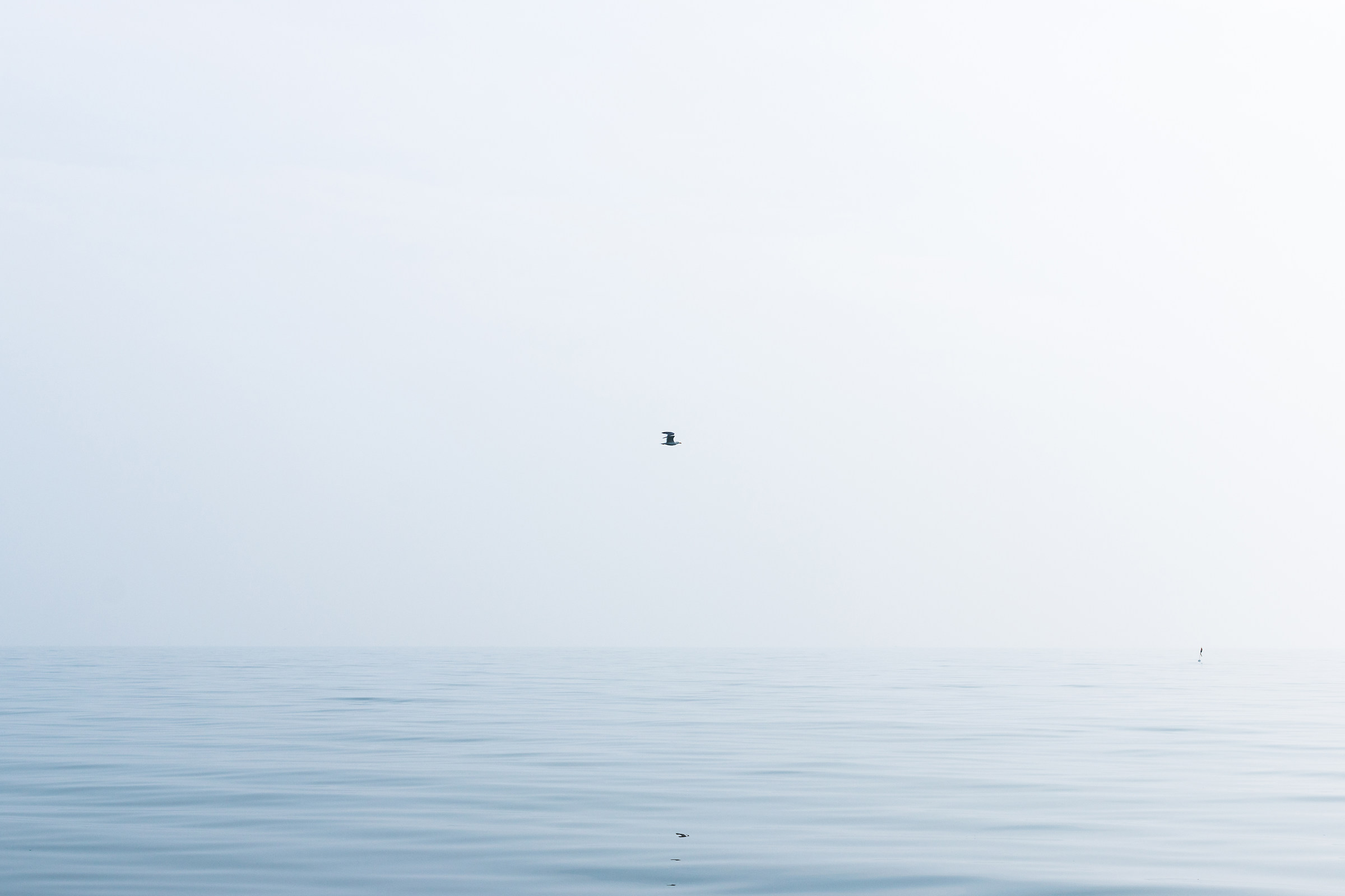 Gabbiano in solitaria