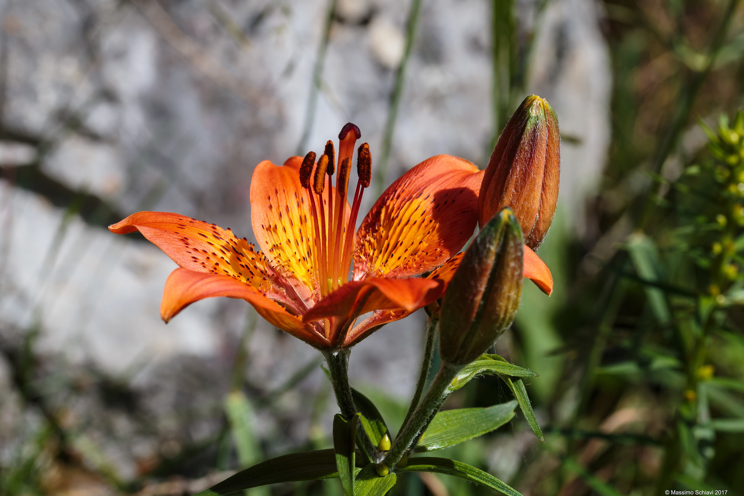 Lilium bulbiferum L. - St. John's Lily