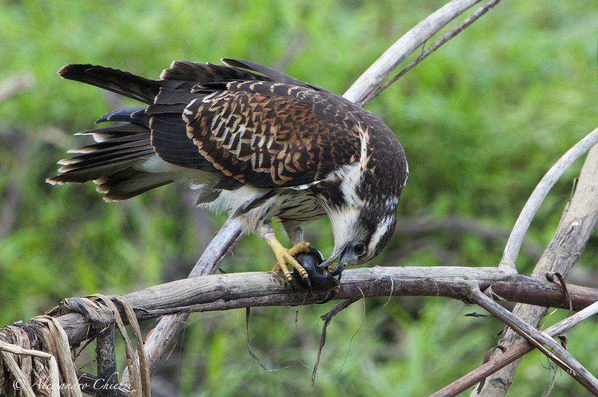 Nibbio degli Everglades