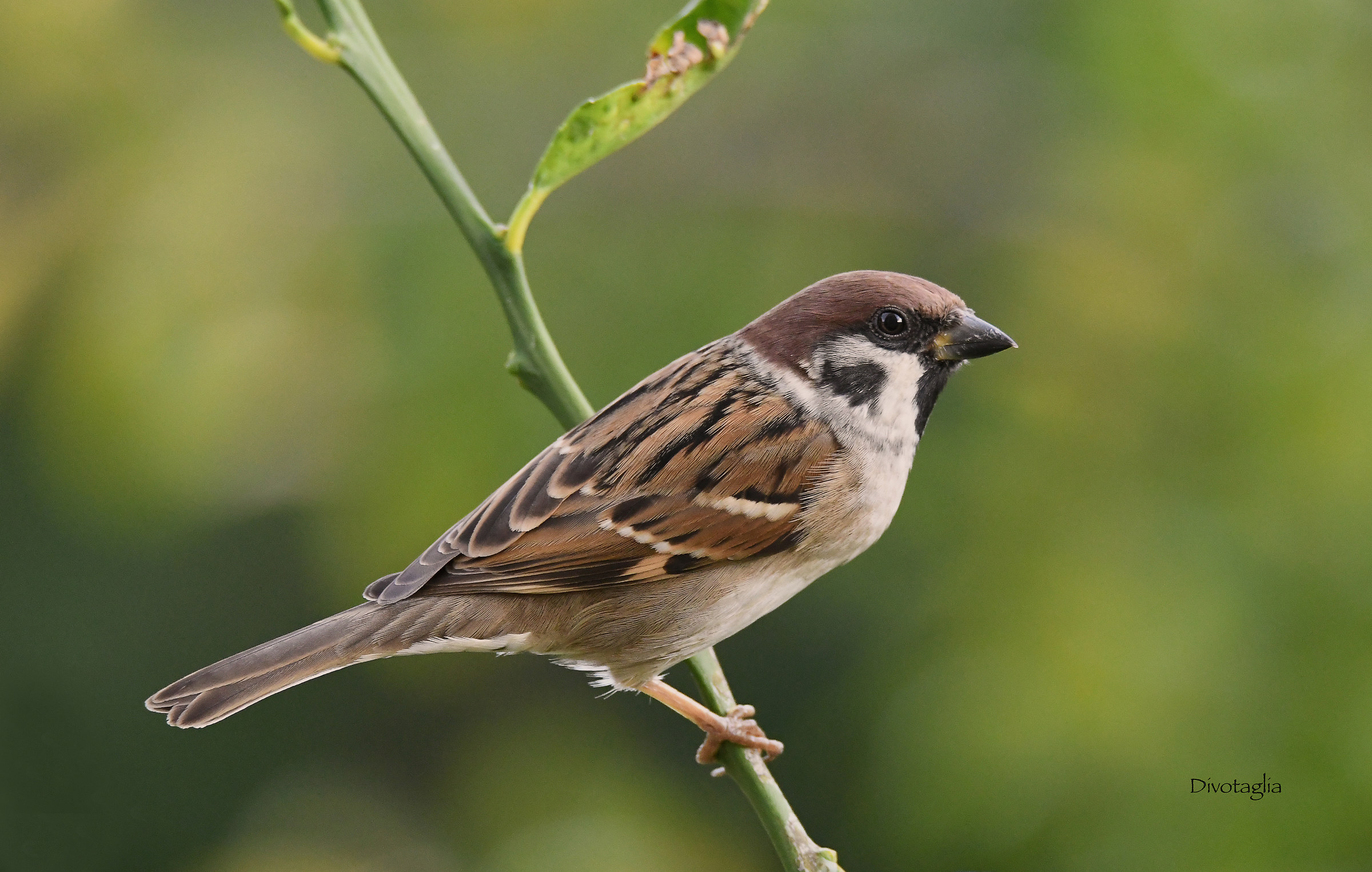Passera mattugia (passer montanus)