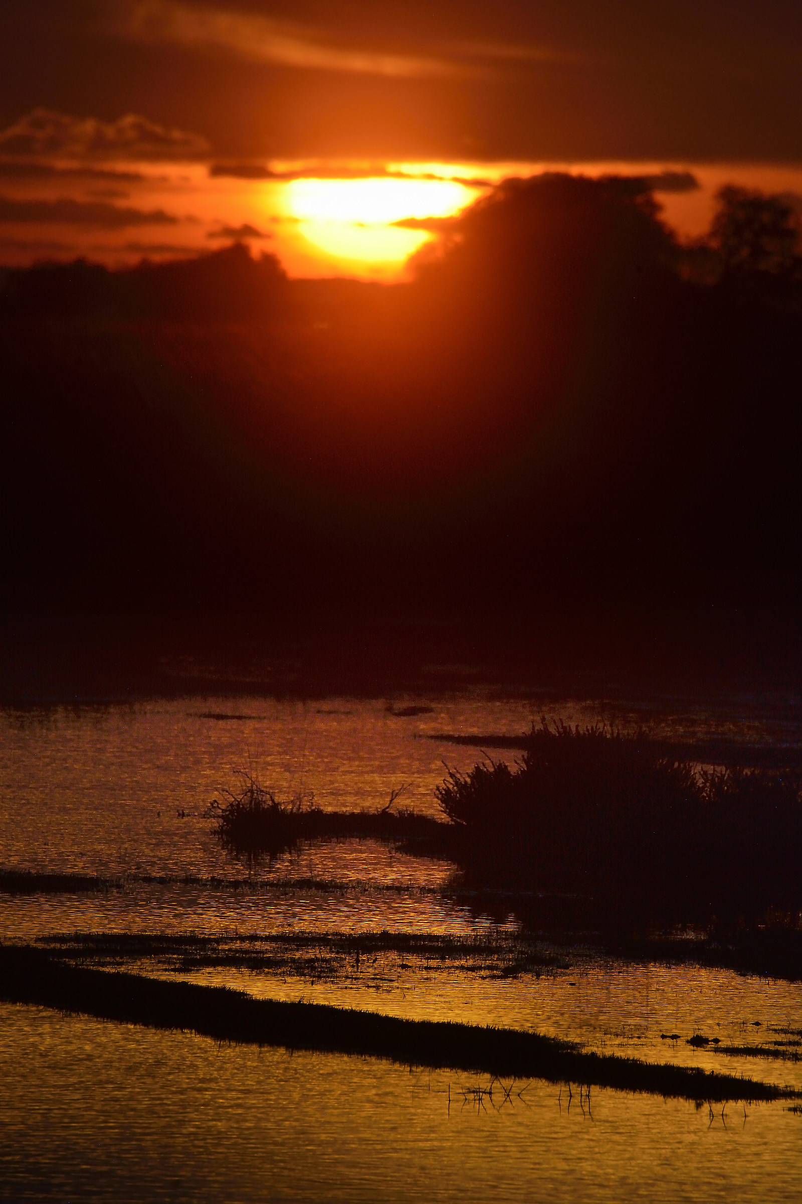 Tramonto della nuova foresta sulla pianura inondata